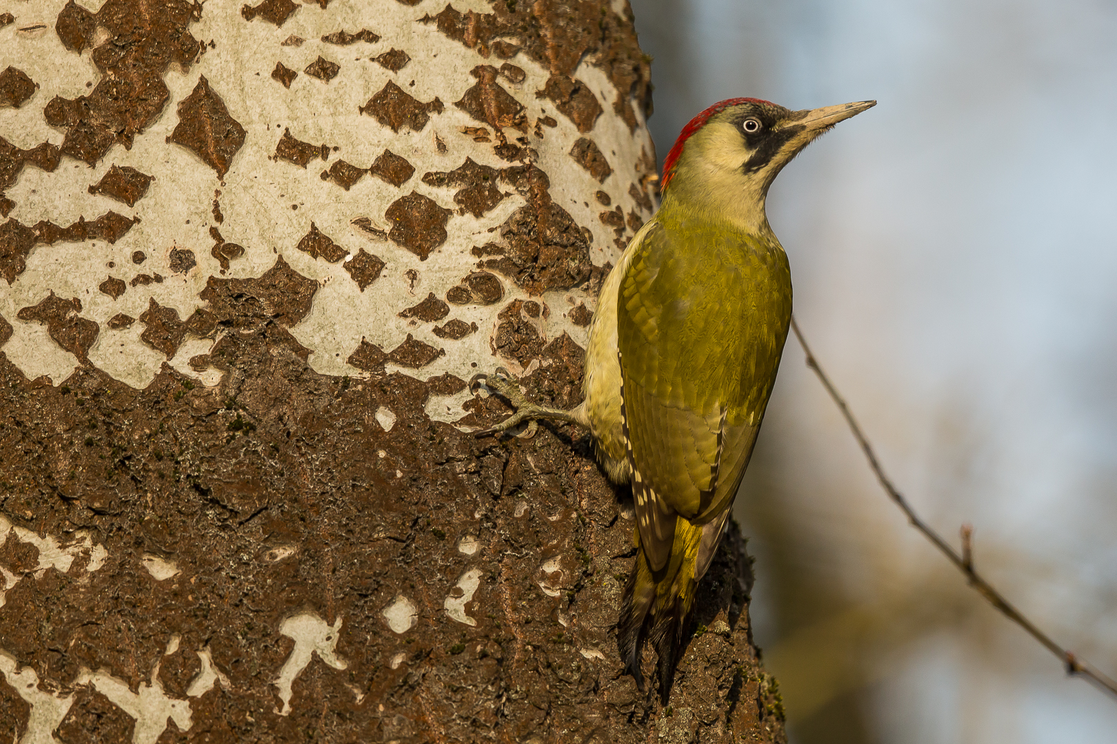 green woodpecker