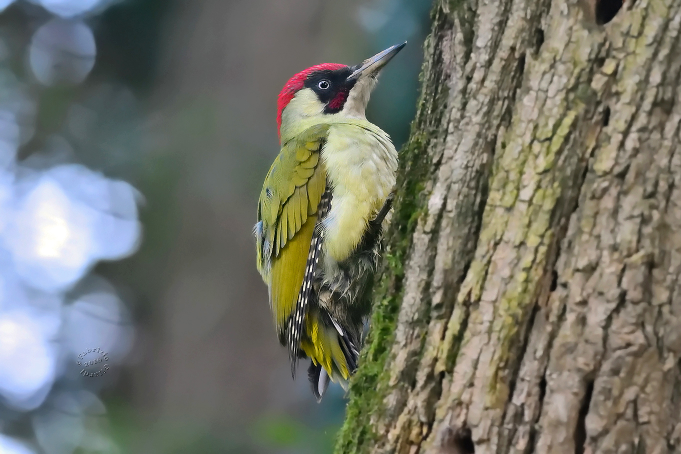 Picchio verde (Picus viridis)
