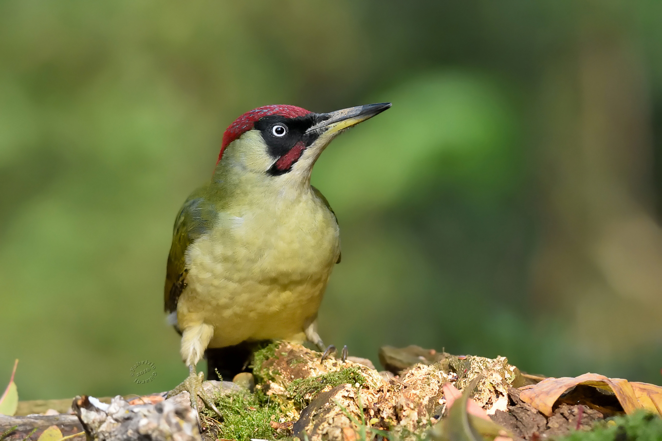 Picchio verde (Picus viridis)
