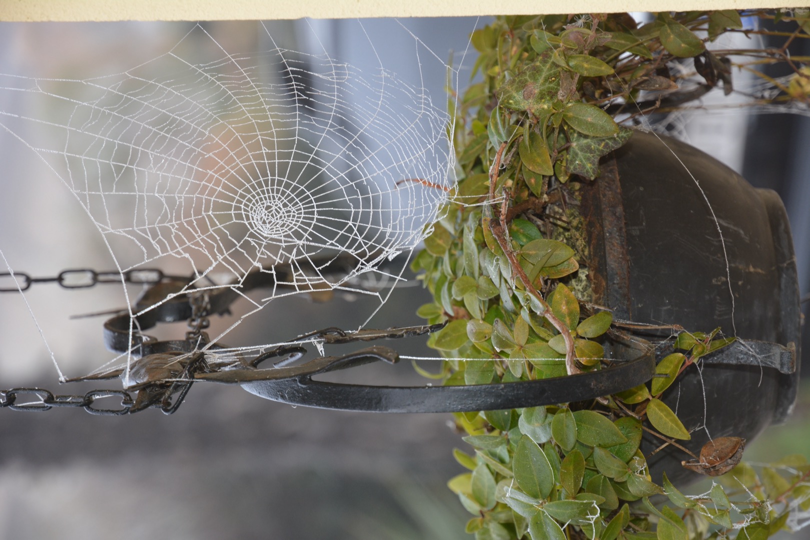 Spiderweb ice