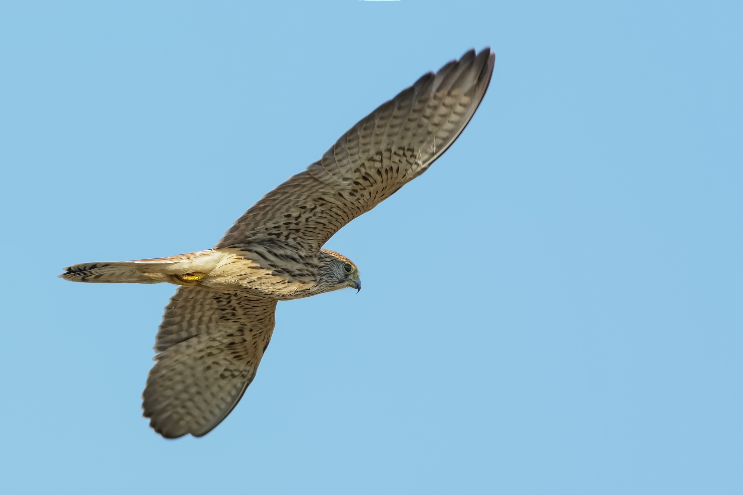 Kestrel (Falco tinnunculus)