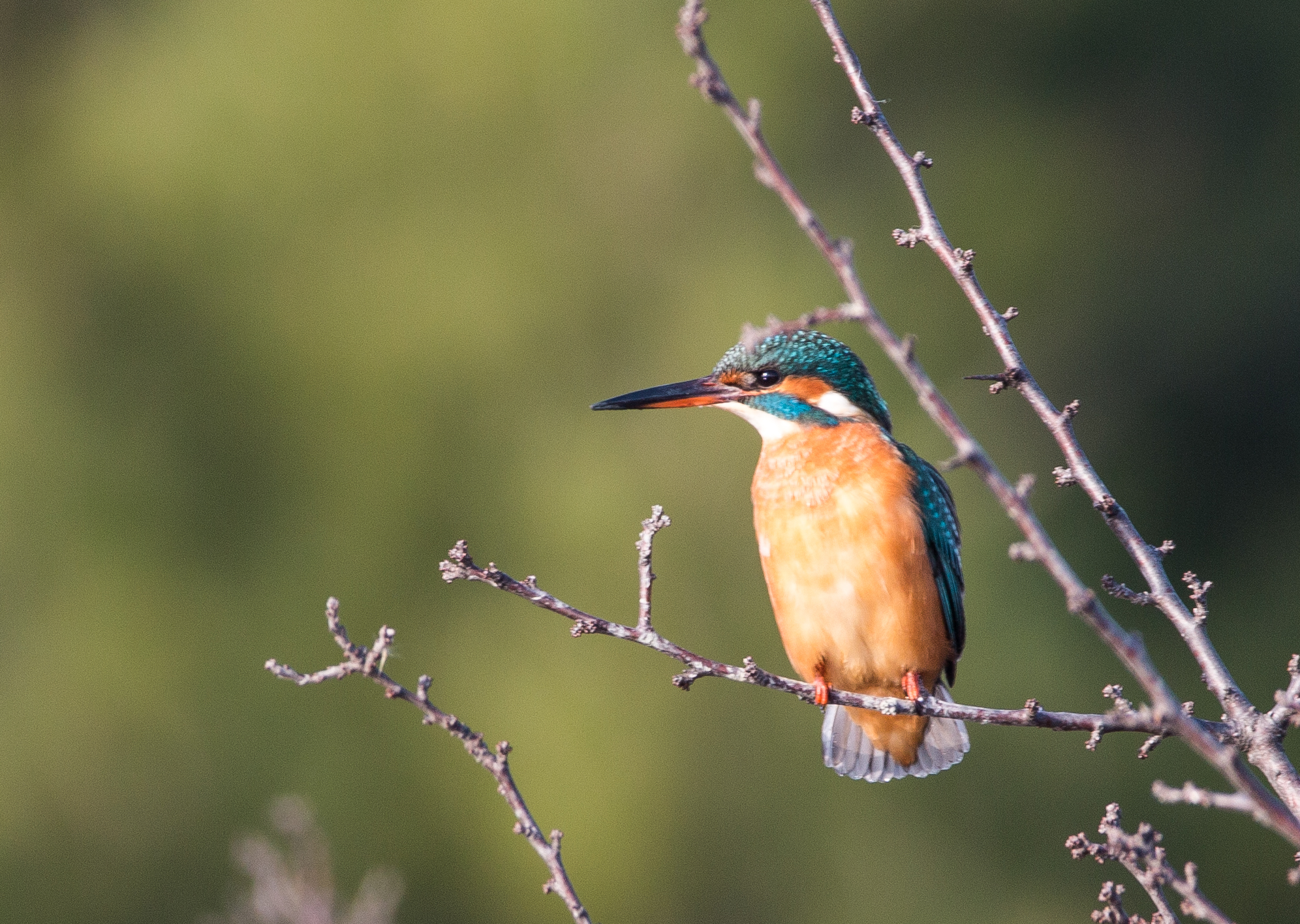 Zatok (slo) Kingfisher