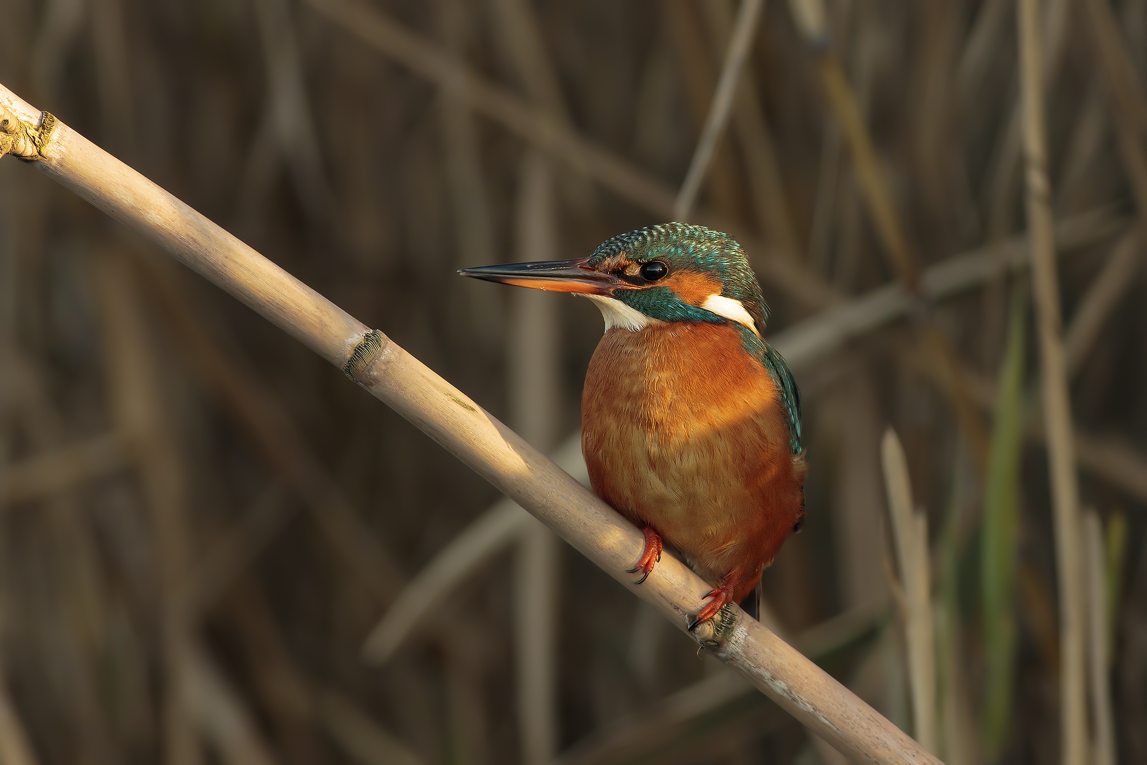 Kingfisher