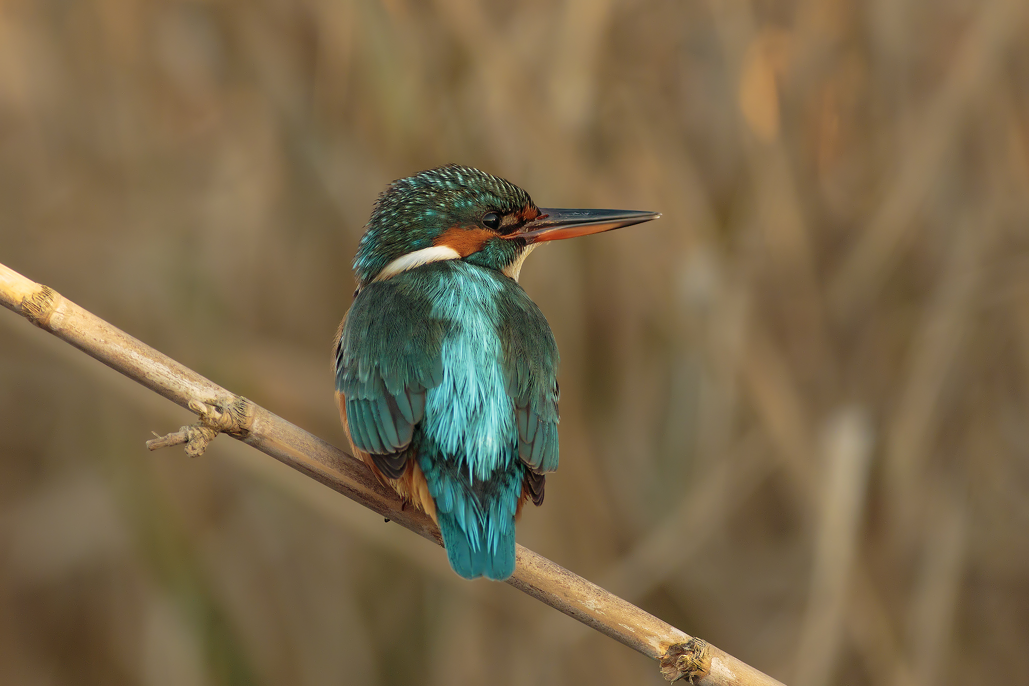 Kingfisher