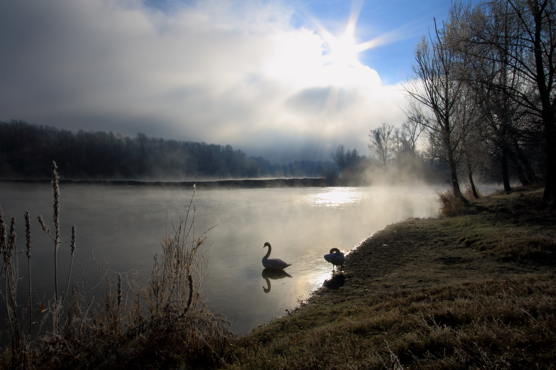 Swans on Ticino