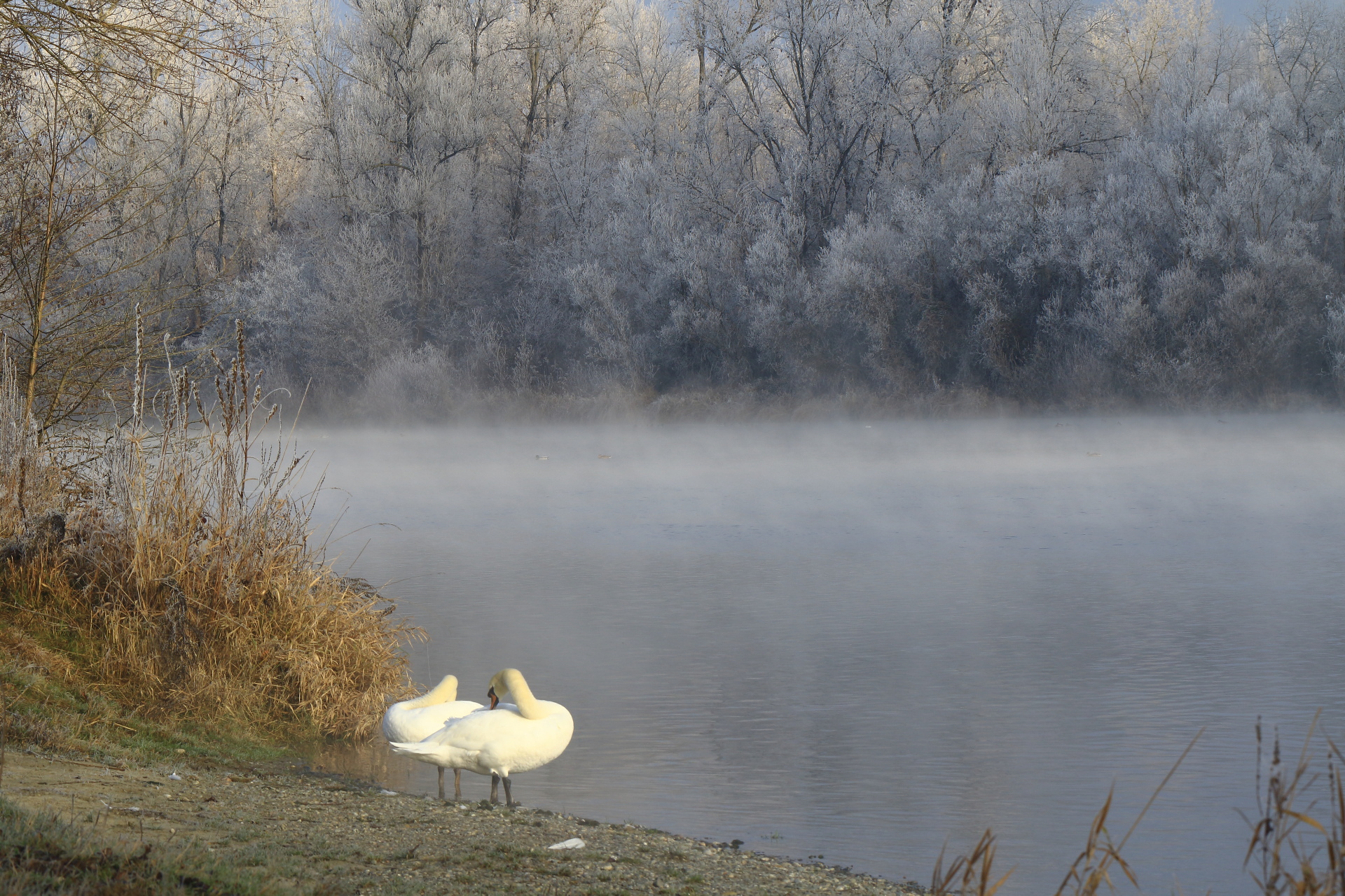 Swans in winter