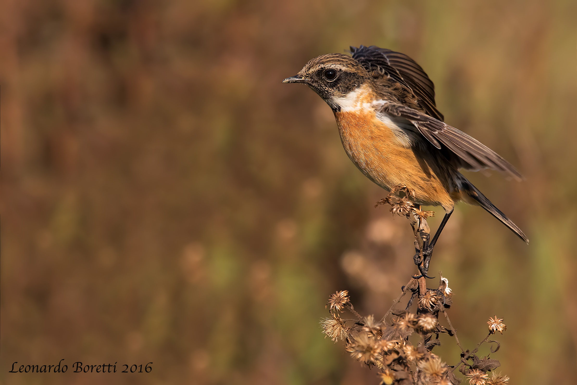 stonechat