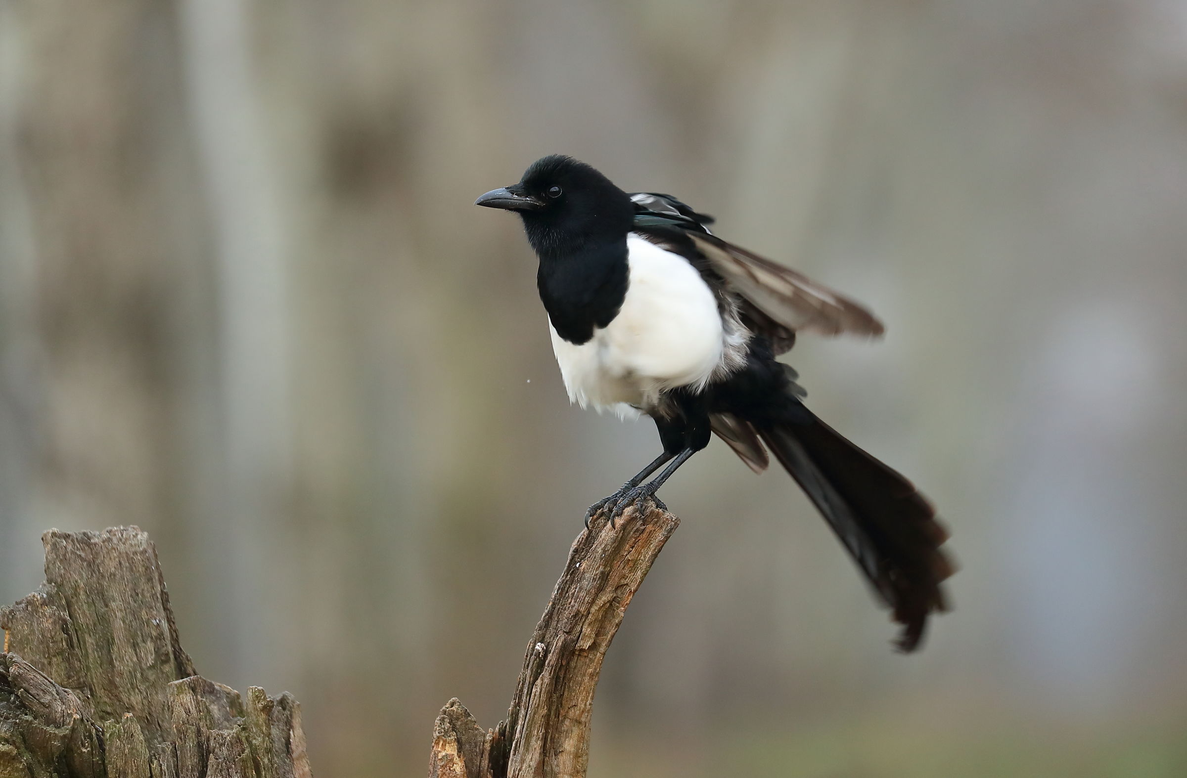 Magpie
