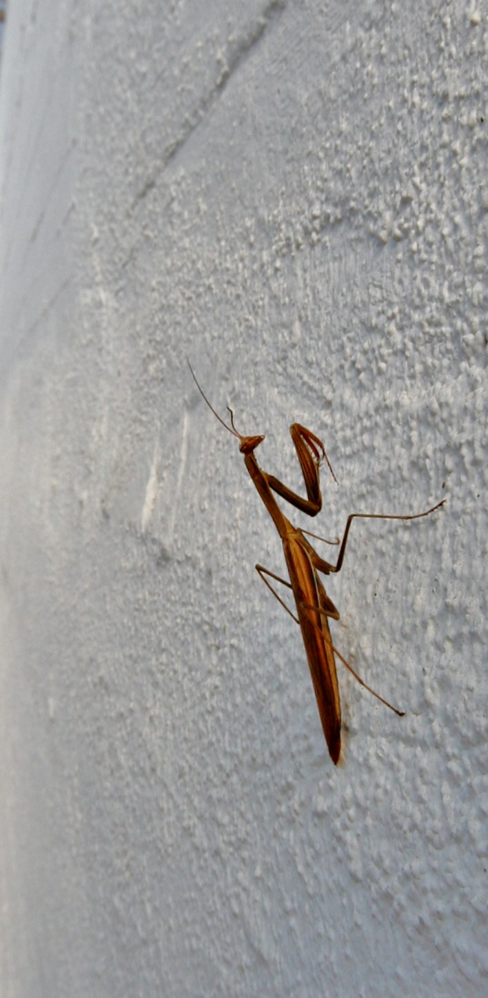 Mantis uses the sottopassaggio2