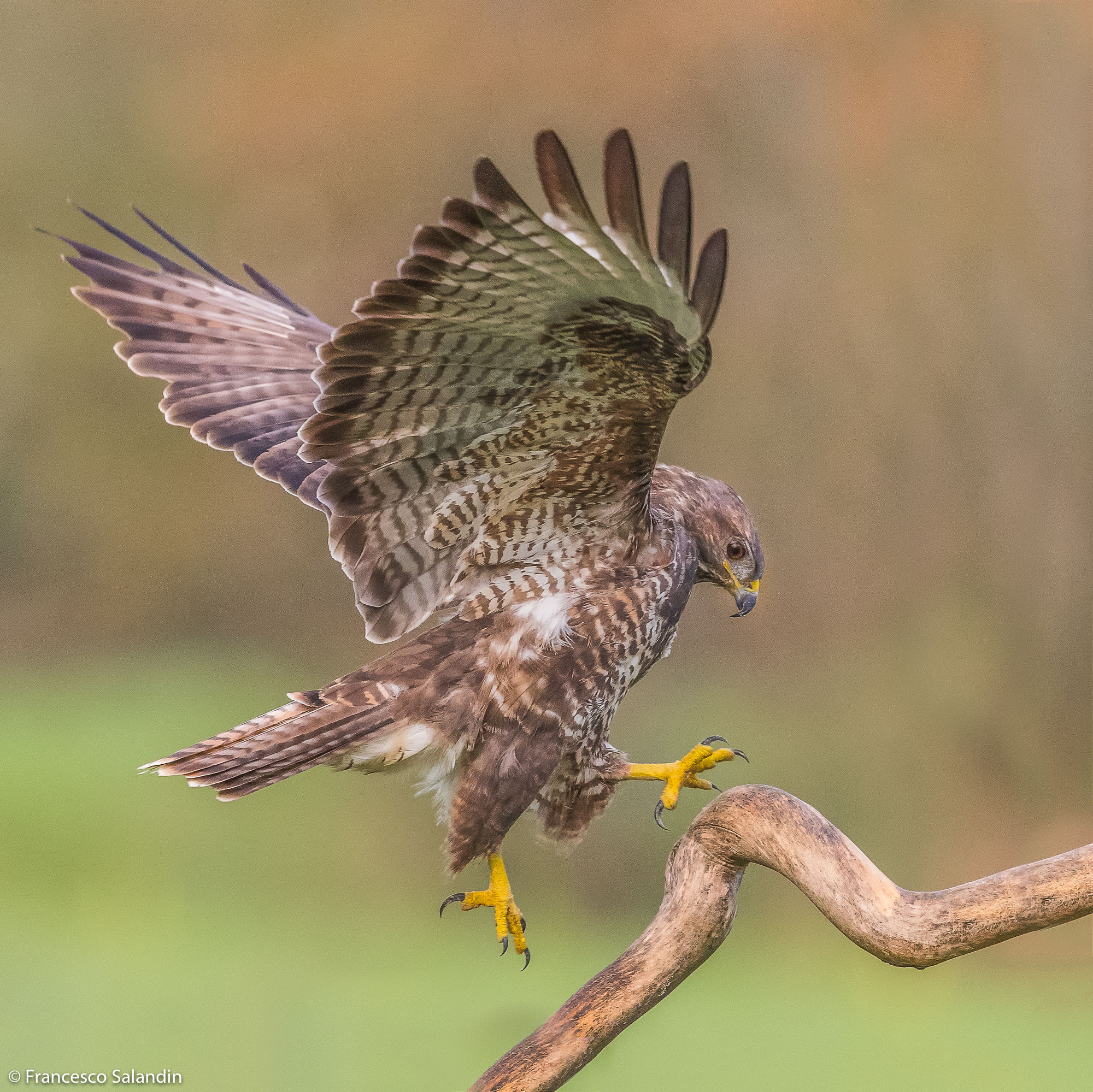 Buzzard
