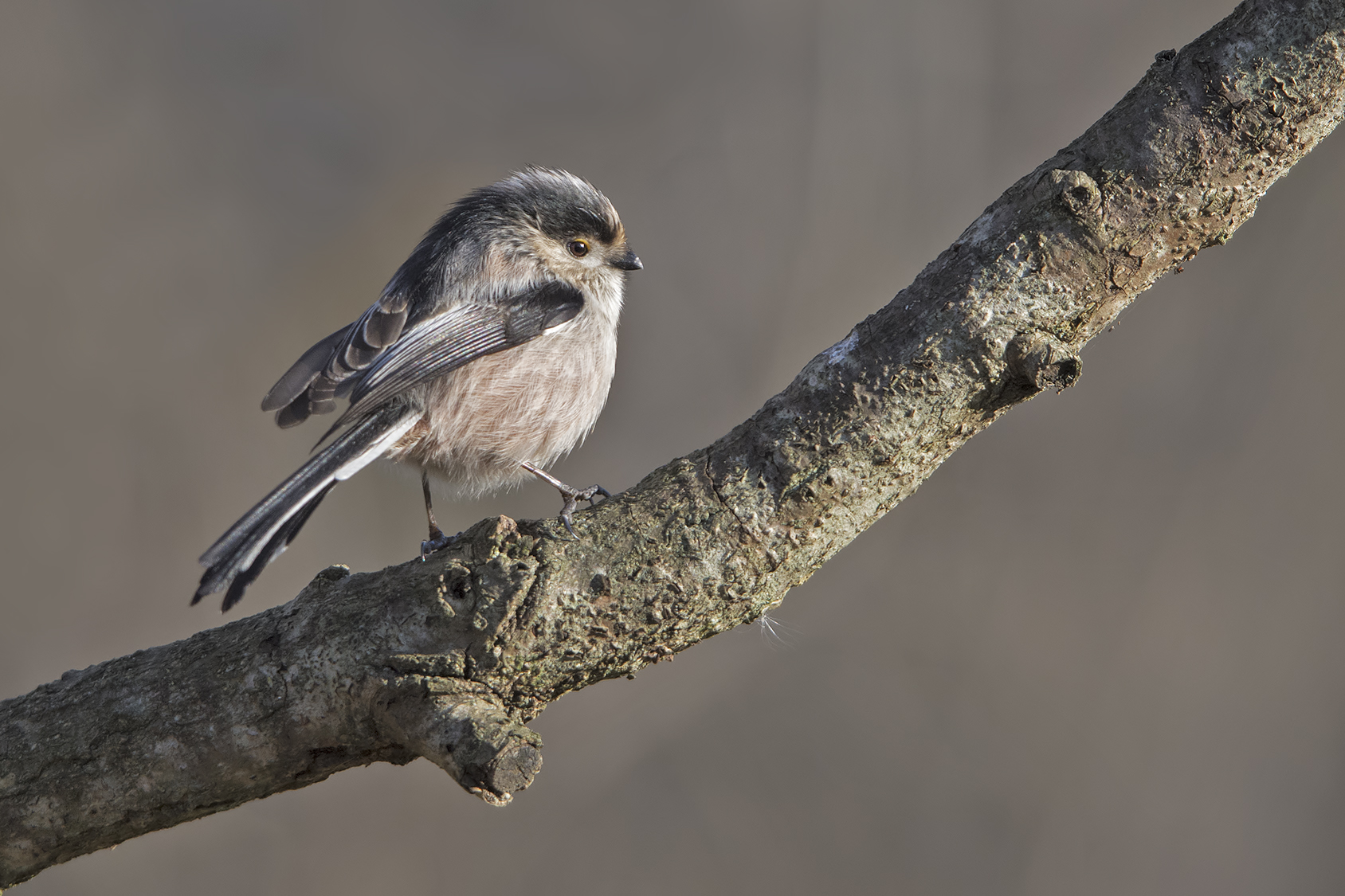 Long-tailed Tit (Aegithalos caudatus)