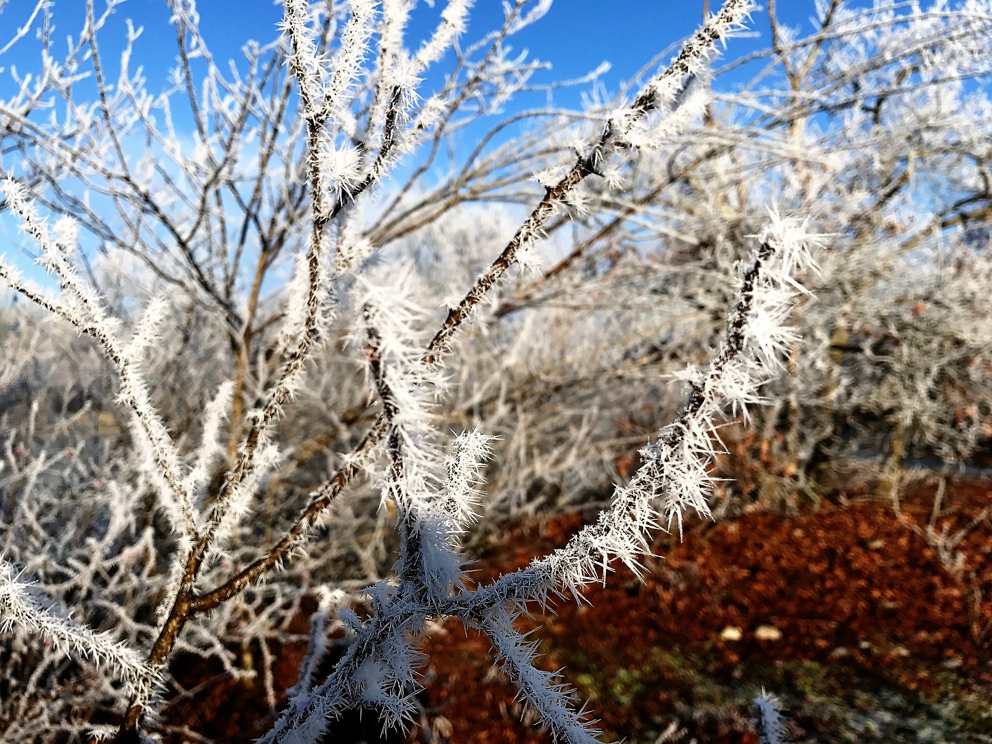 frost