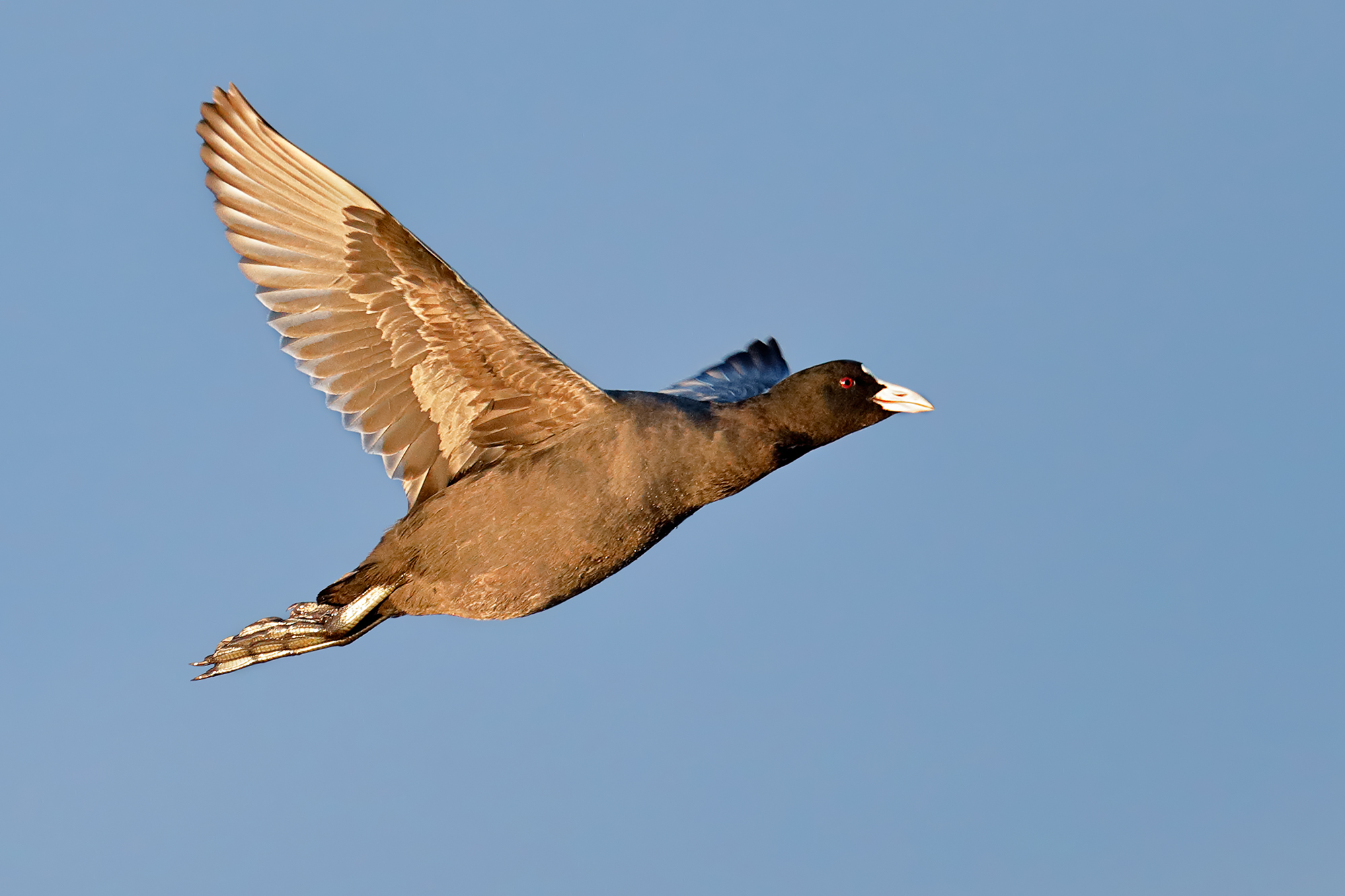 Una luce da sogno - Folaga al tramonto
