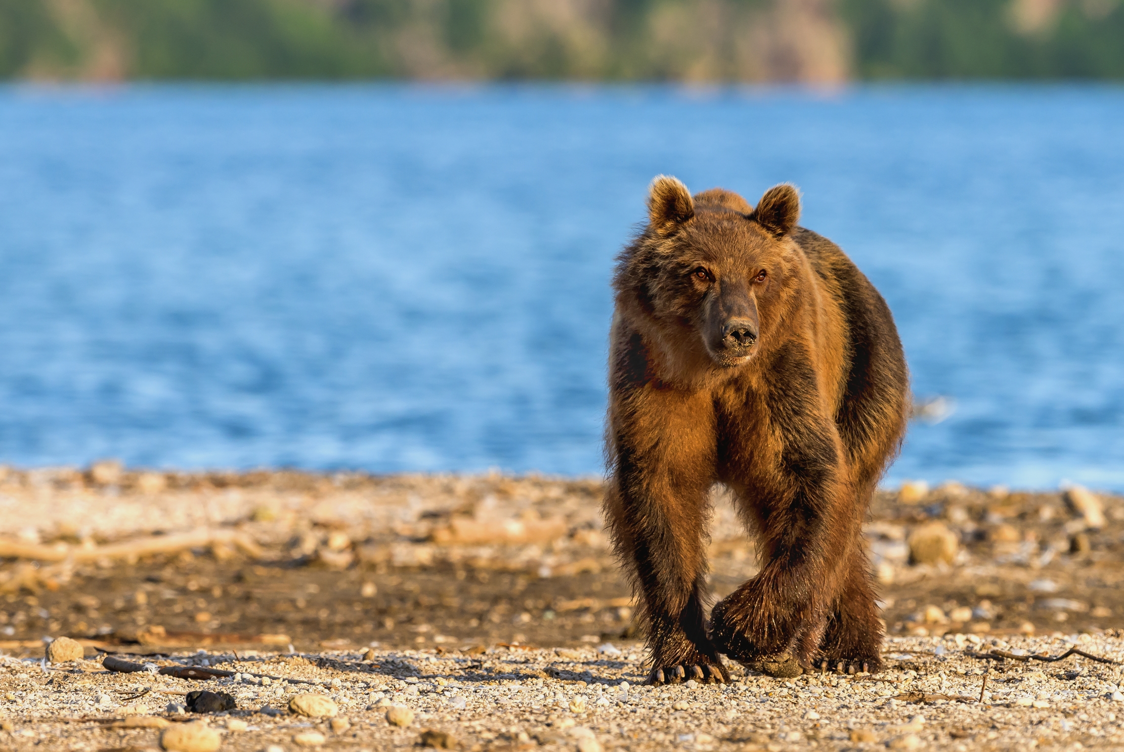 Kamchatka 2016 - Bear