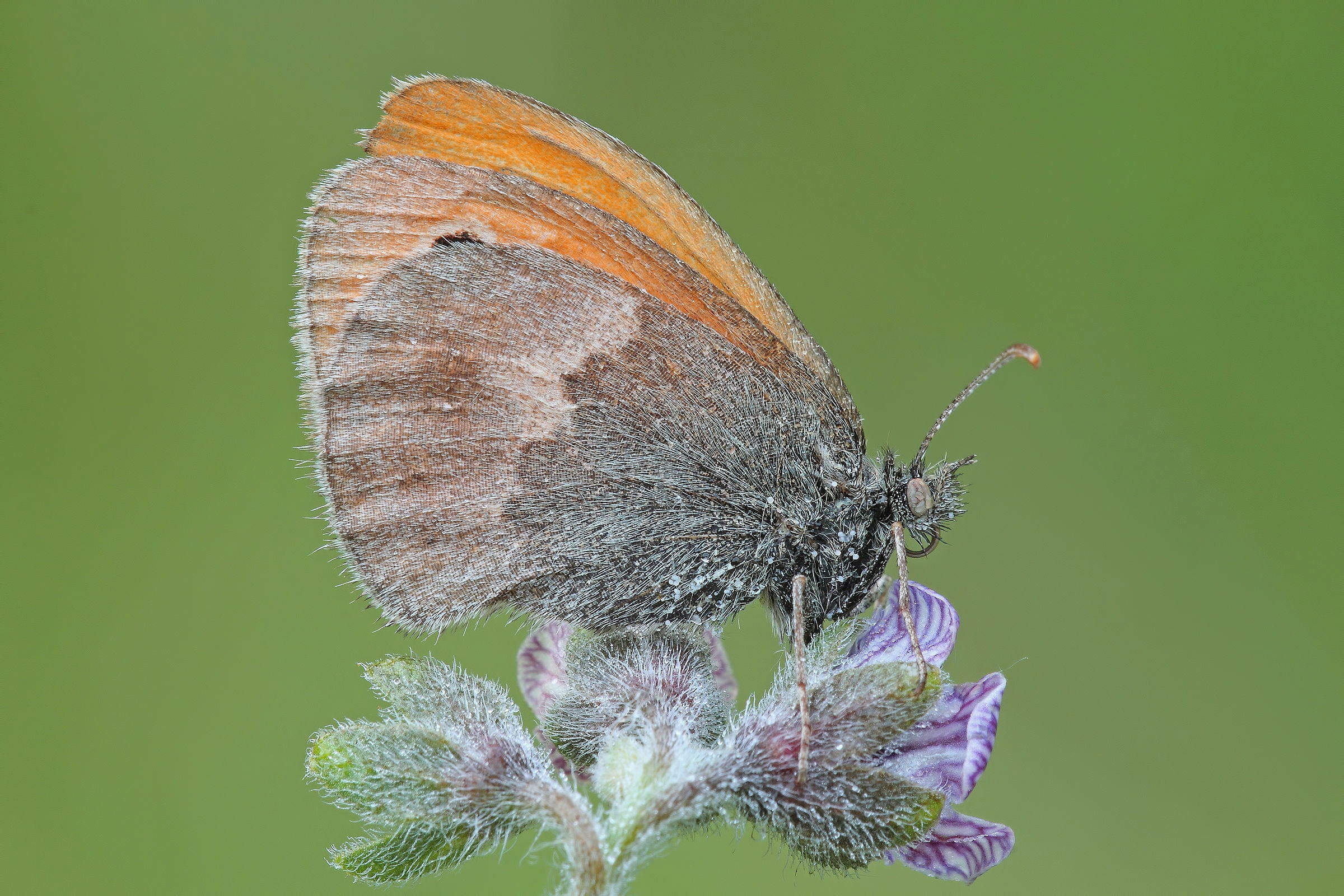 ... Hair and against the grain .... !!!