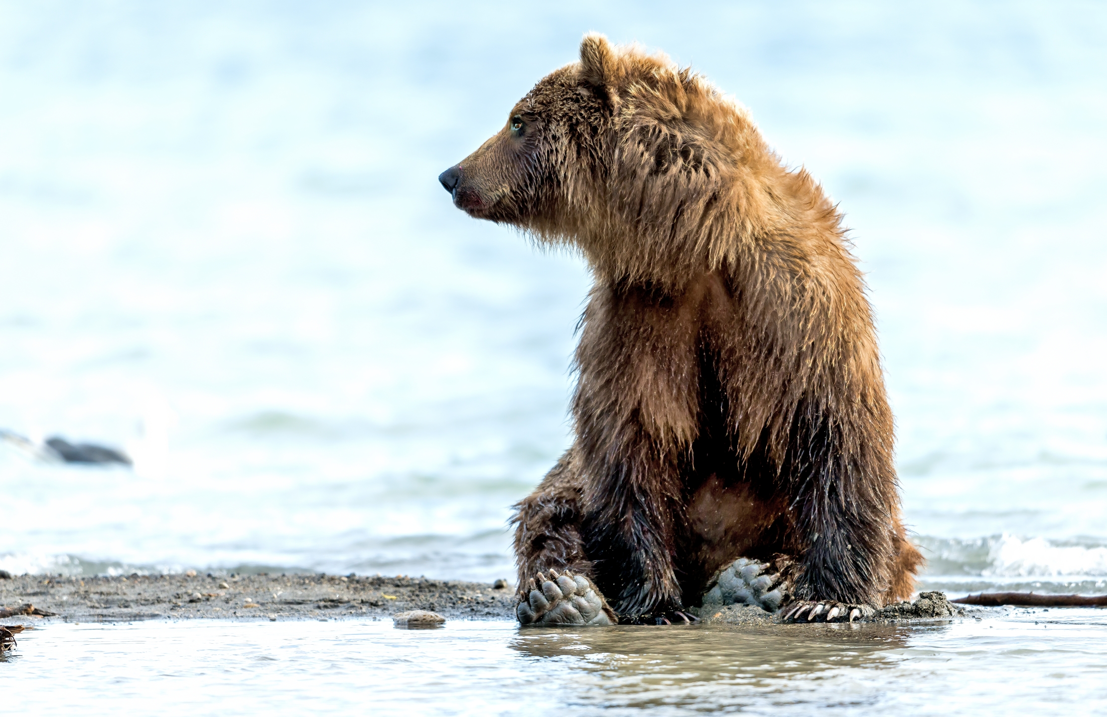 Kamchatka 2016 - Bear