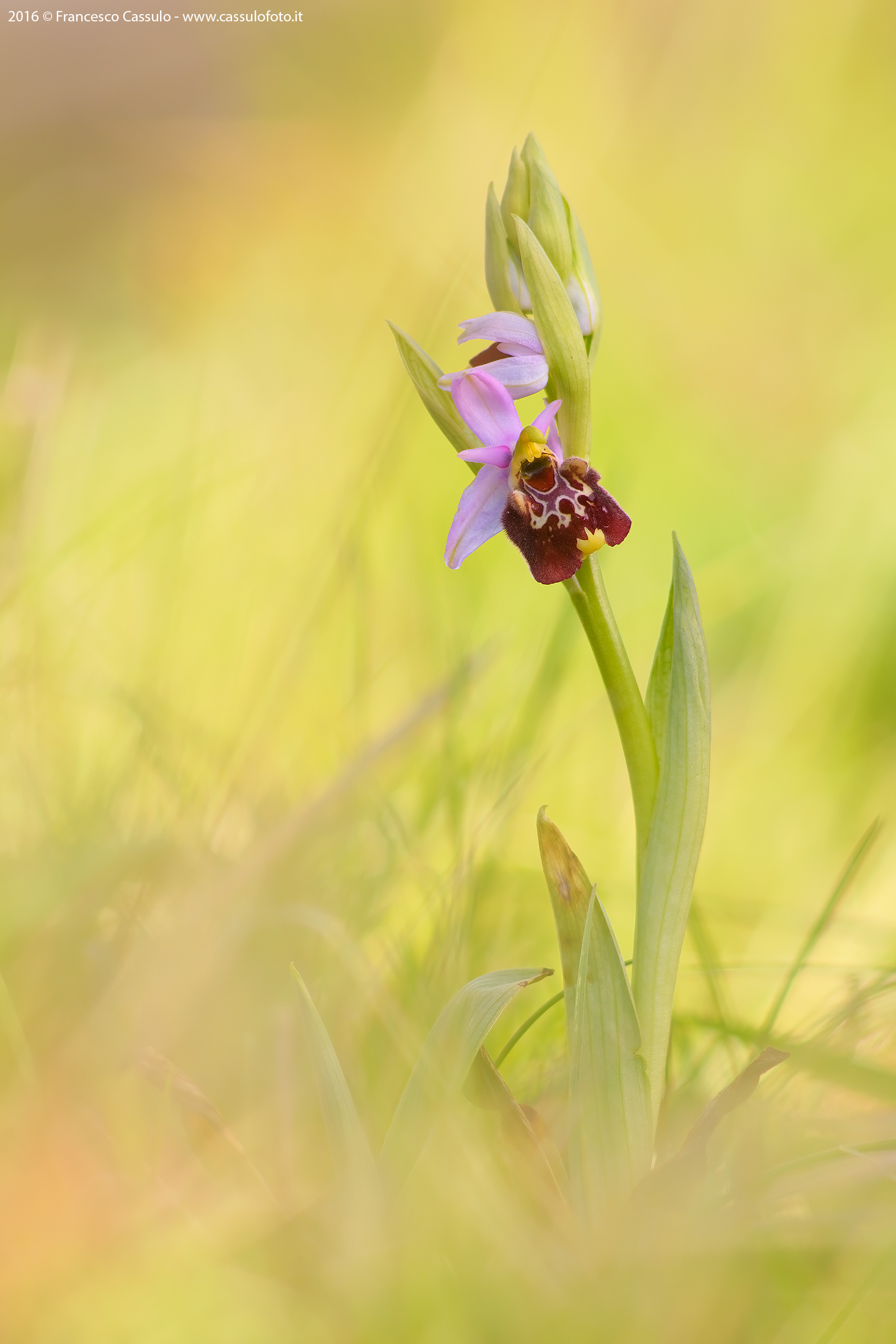 Ophrys holosericea (Burm. F.) Greuter, 1967