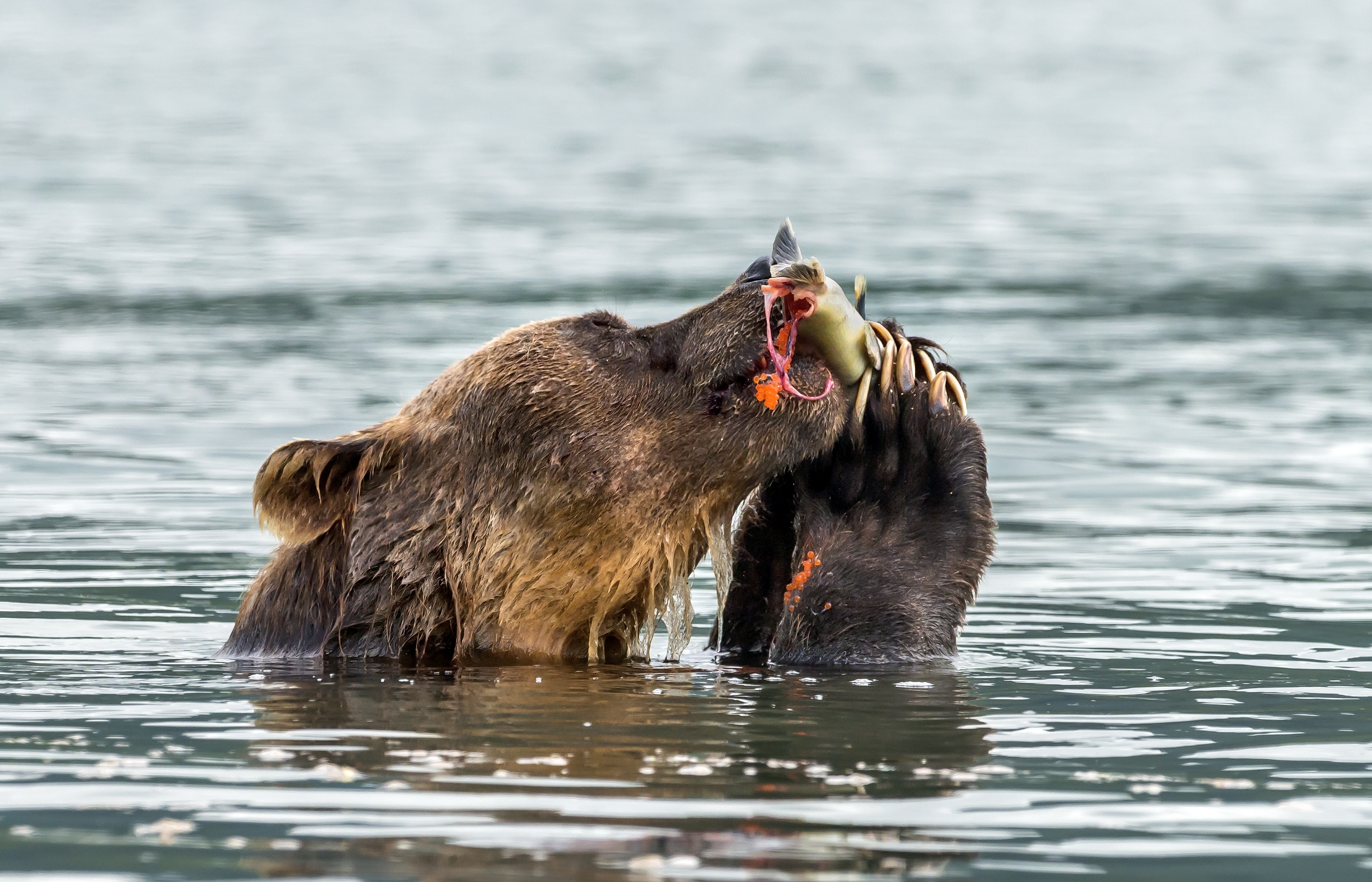 Kamchatka 2016 - Snack