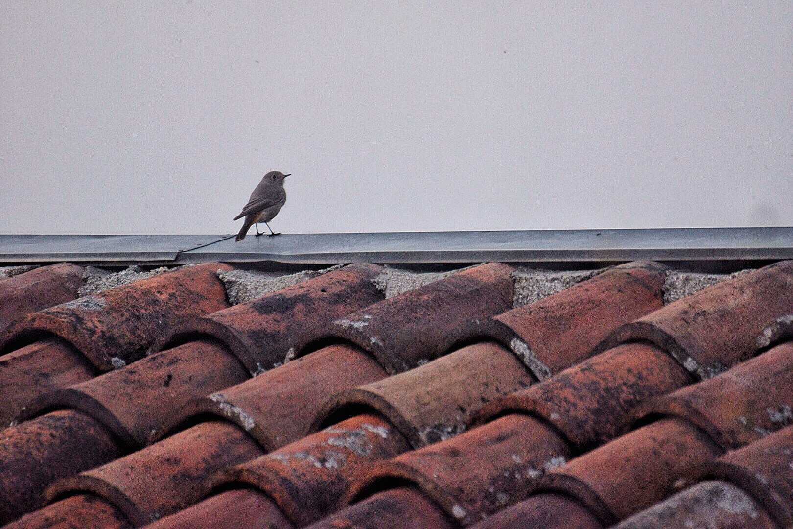 Sui tetti in Castello