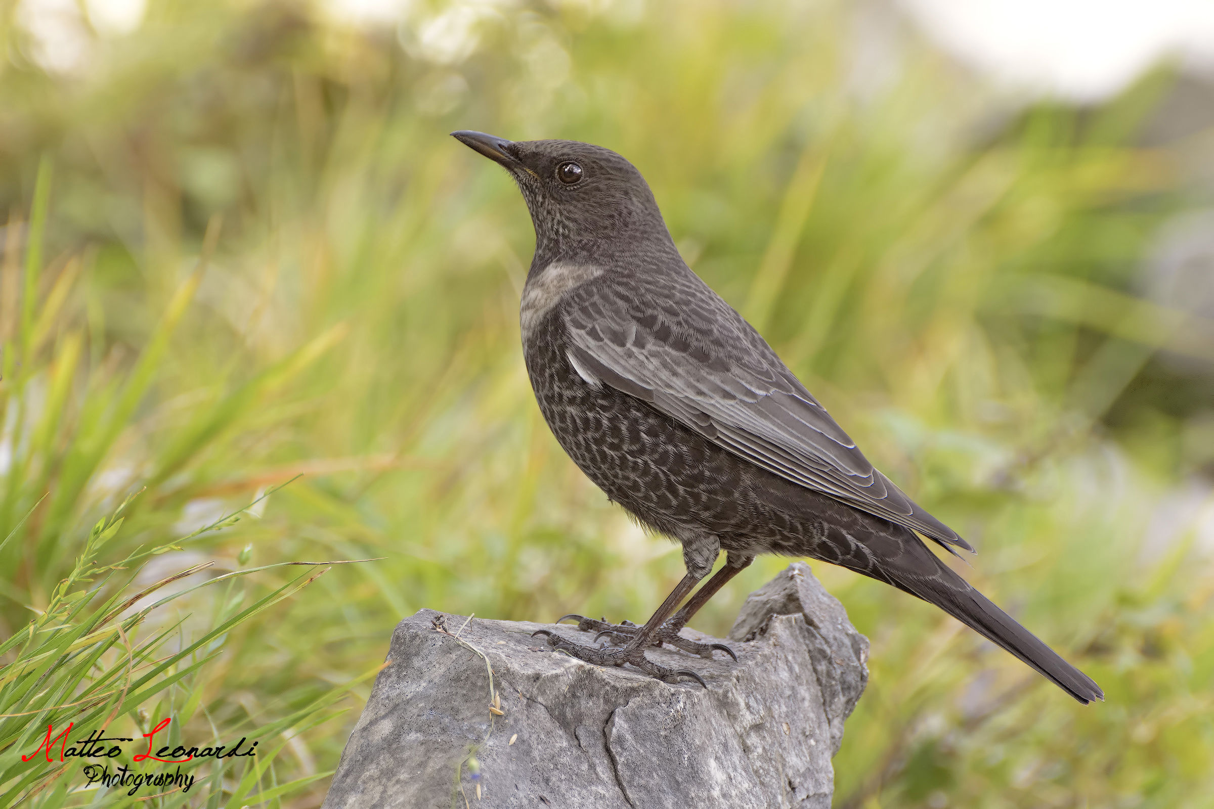 Merlo from the collar - Apuan Alps - New PP