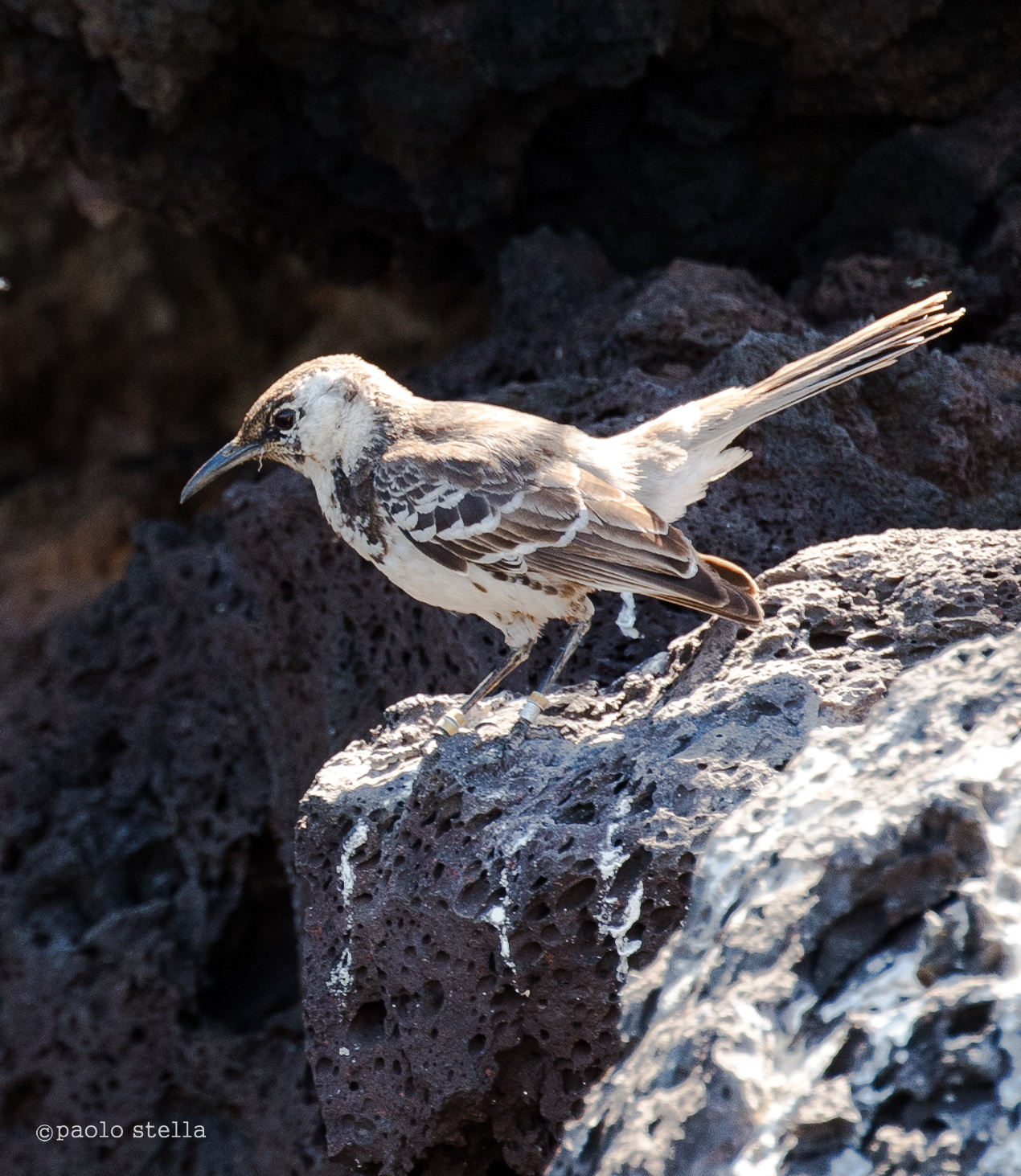 Floreana mockingbird (Mimus trifasciatus)