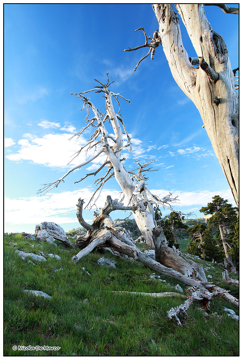 Leucodermis Pinus (pine Loricato)
