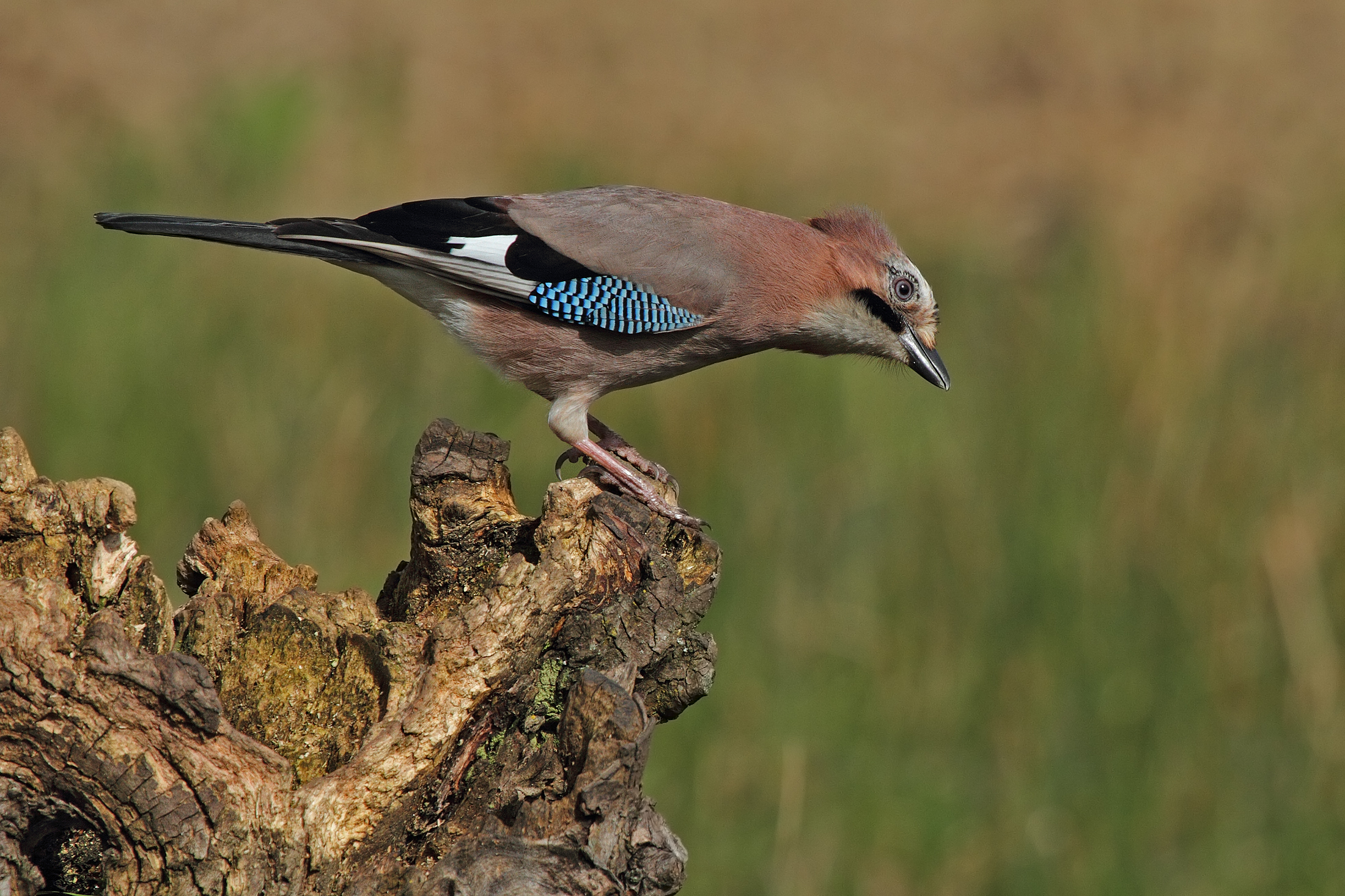 curious jay