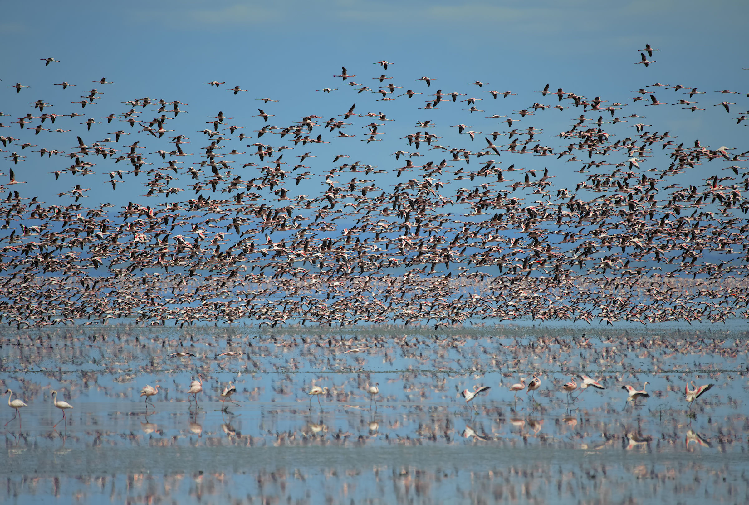 A lake of flamingos