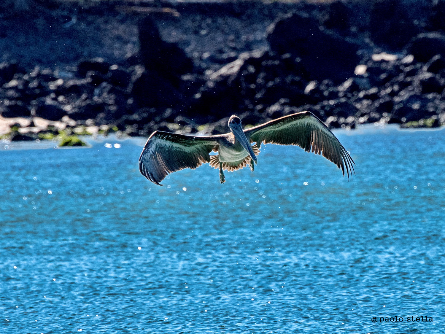 ammaraggio del pellicano