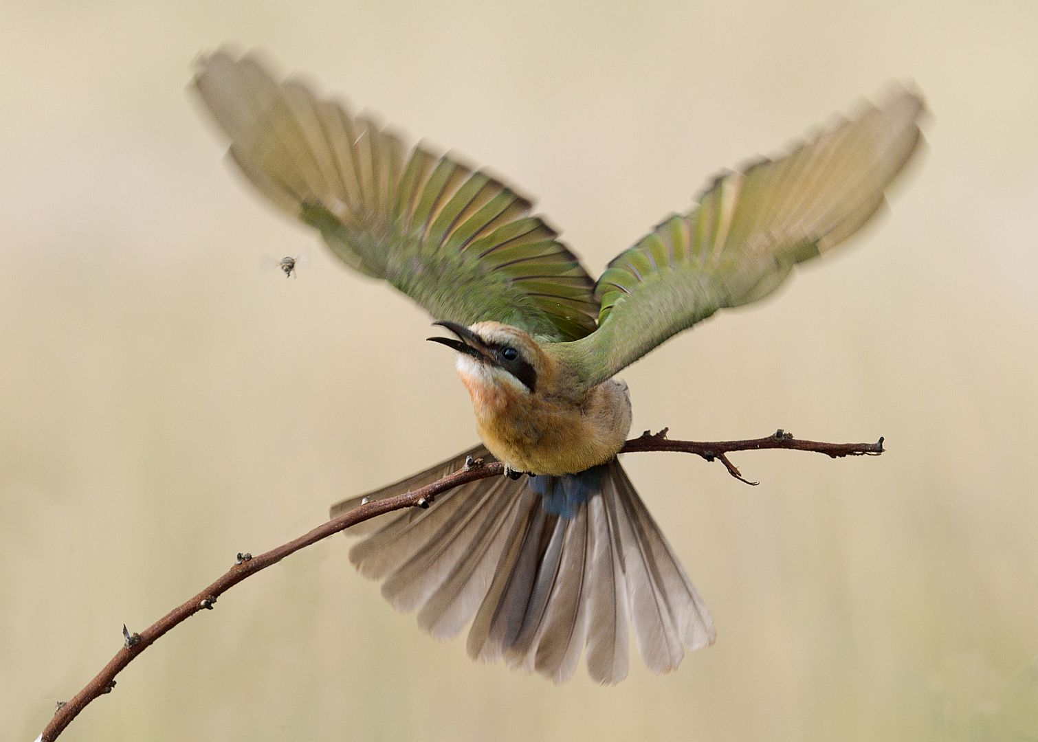 Bee Eater