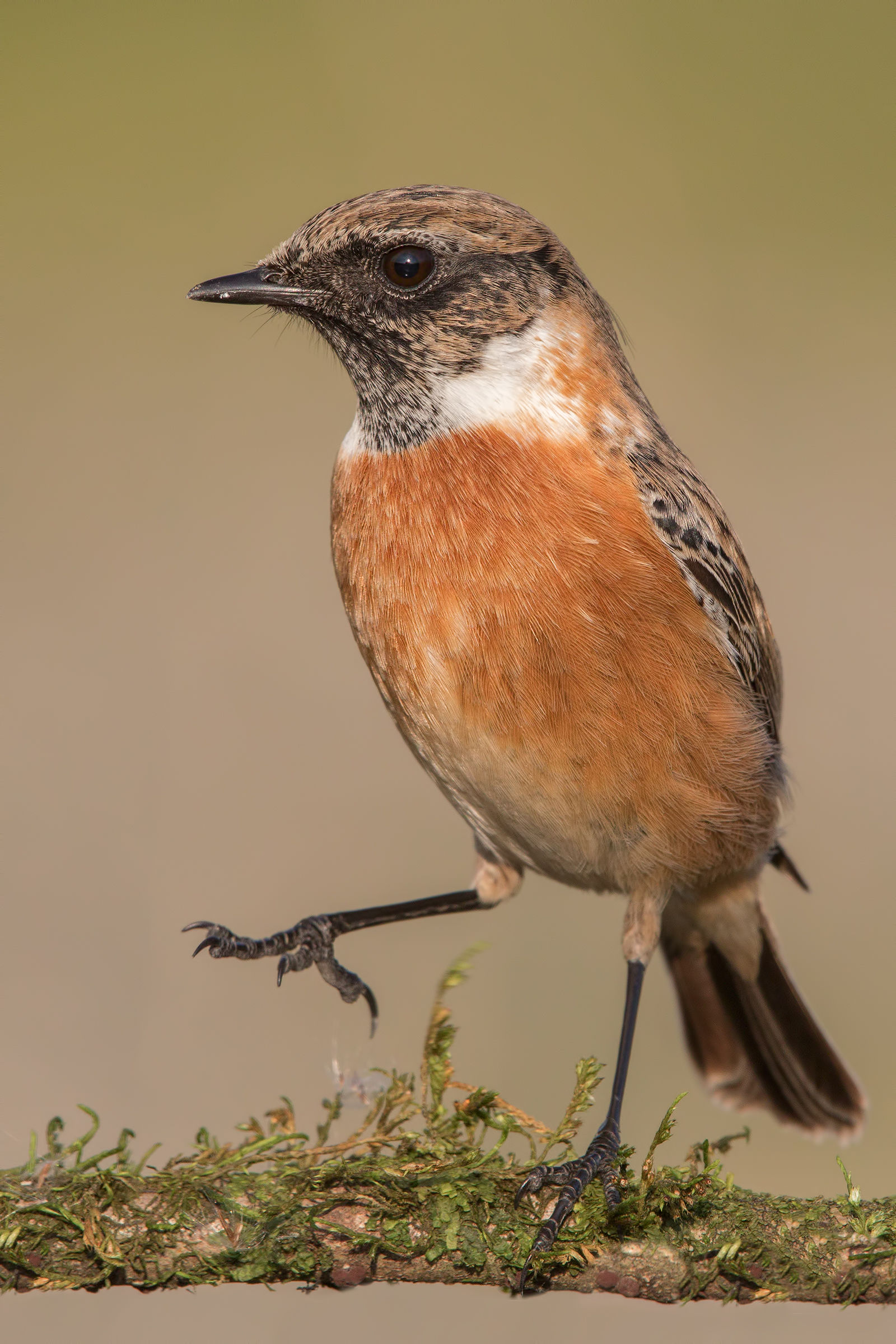 Saltimpalo ammaestrato