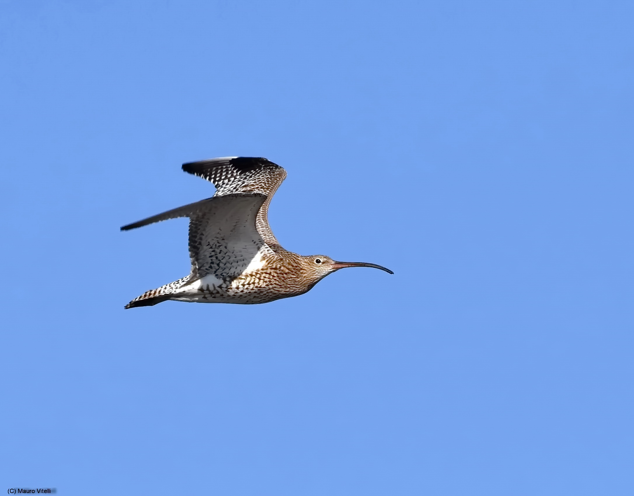 Curlew