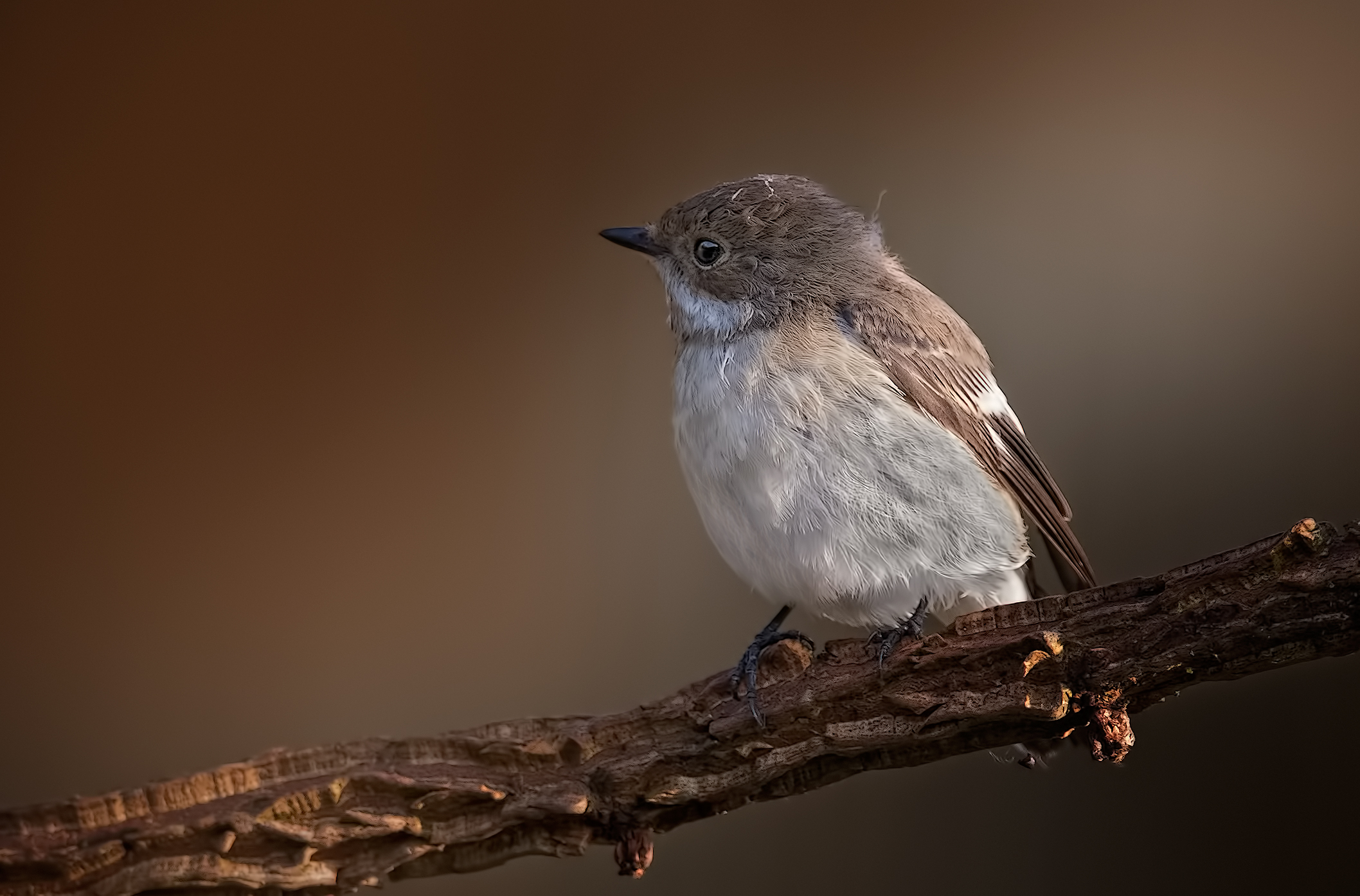 Pied Flycatcher (Ficedula hypoleuca)