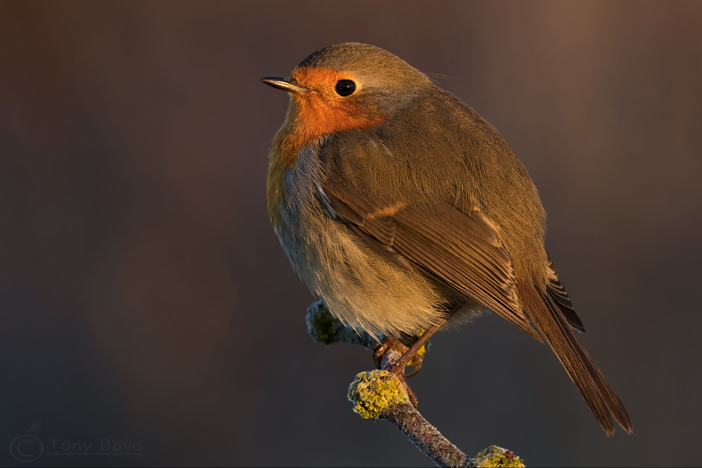 A simple robin dawn