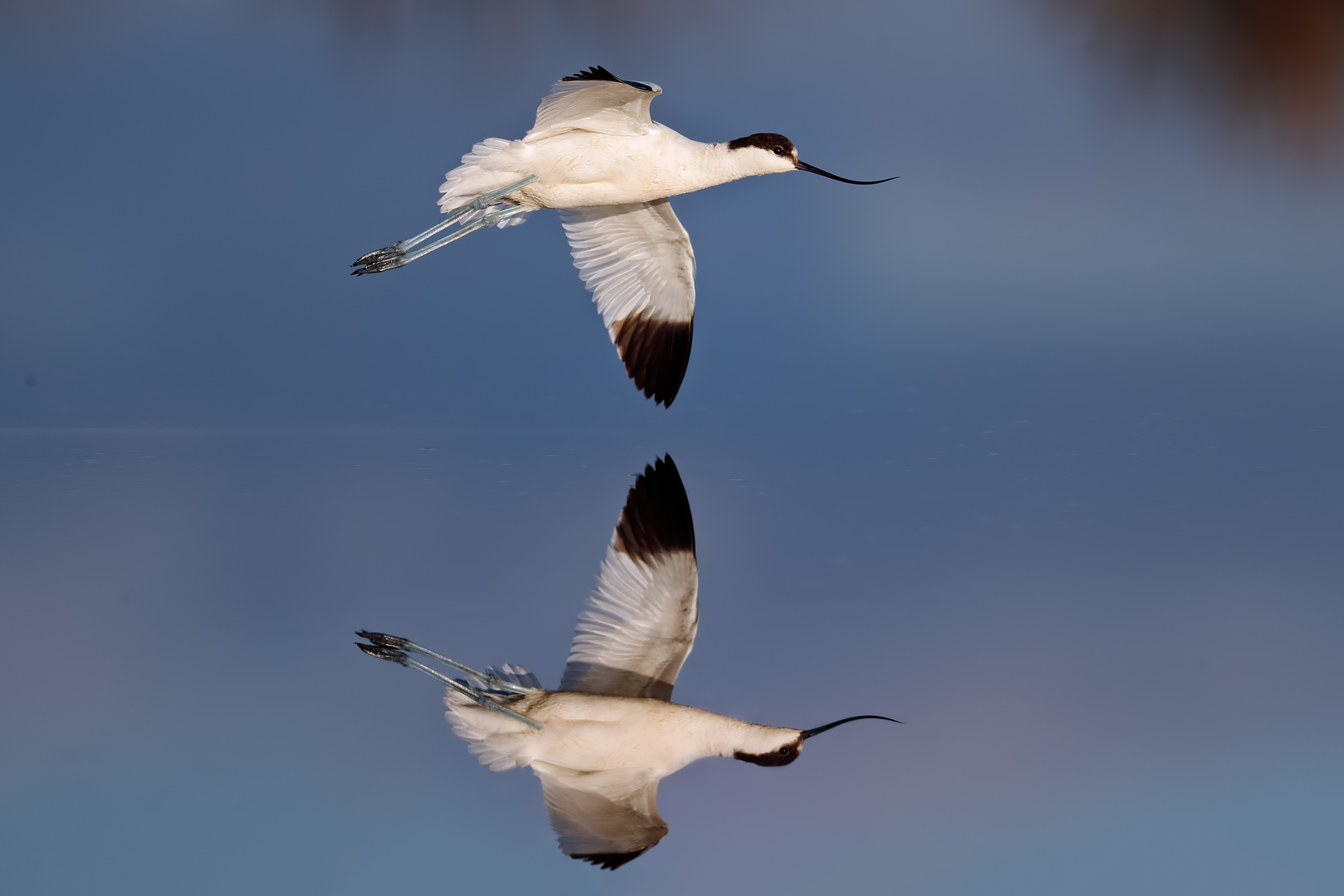 The avocet and its reflection