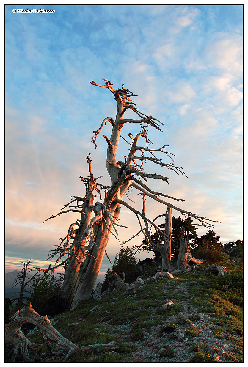 Leucodermis Pinus (pine Loricato)
