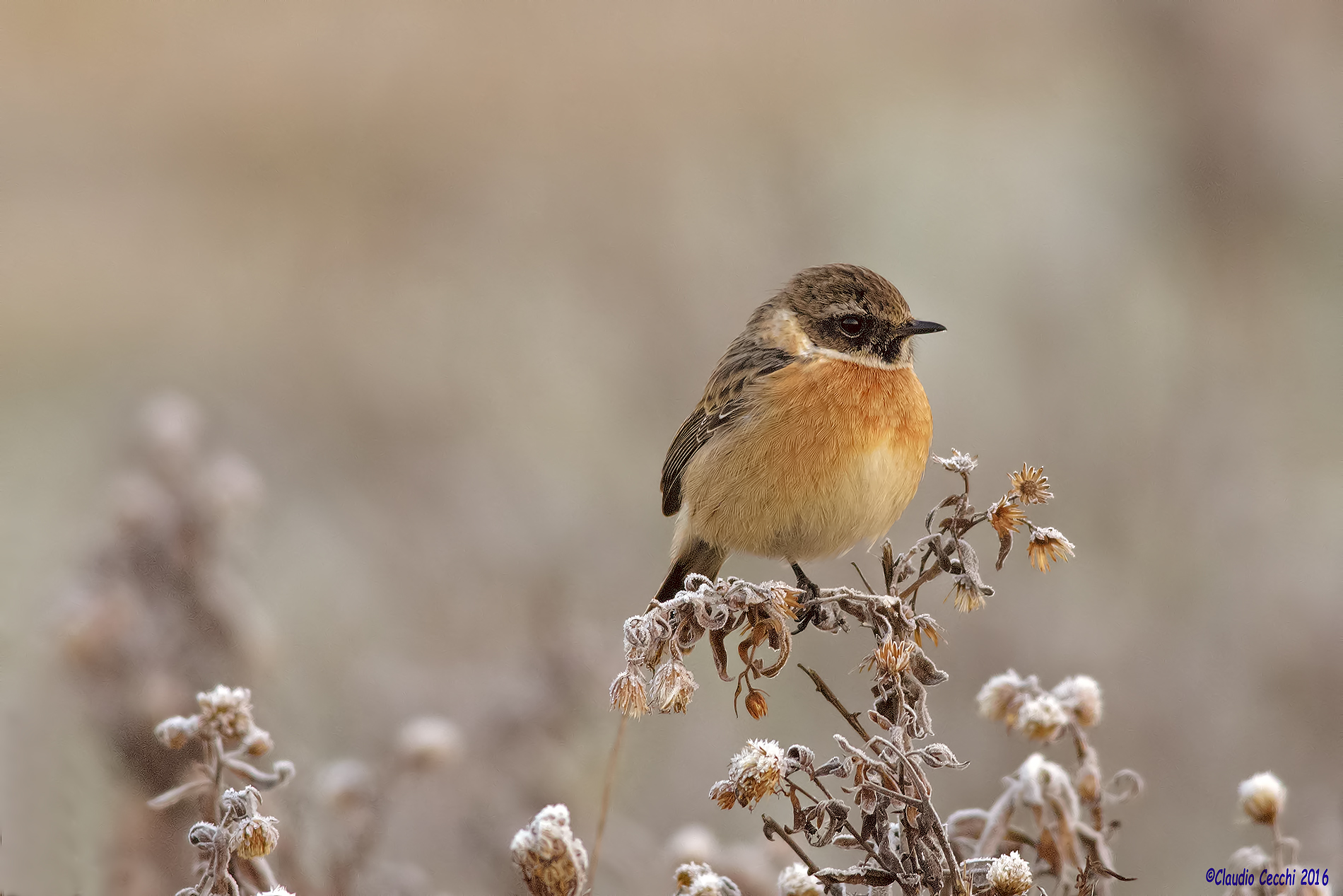 Stonechat male with frost