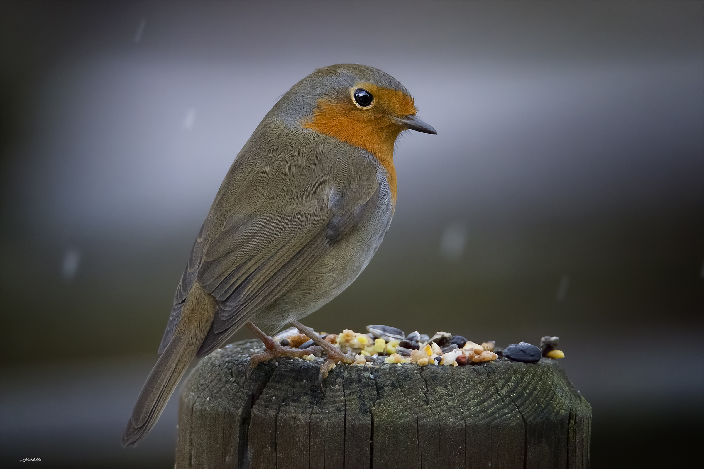 maybe I exaggerated with seeds ....