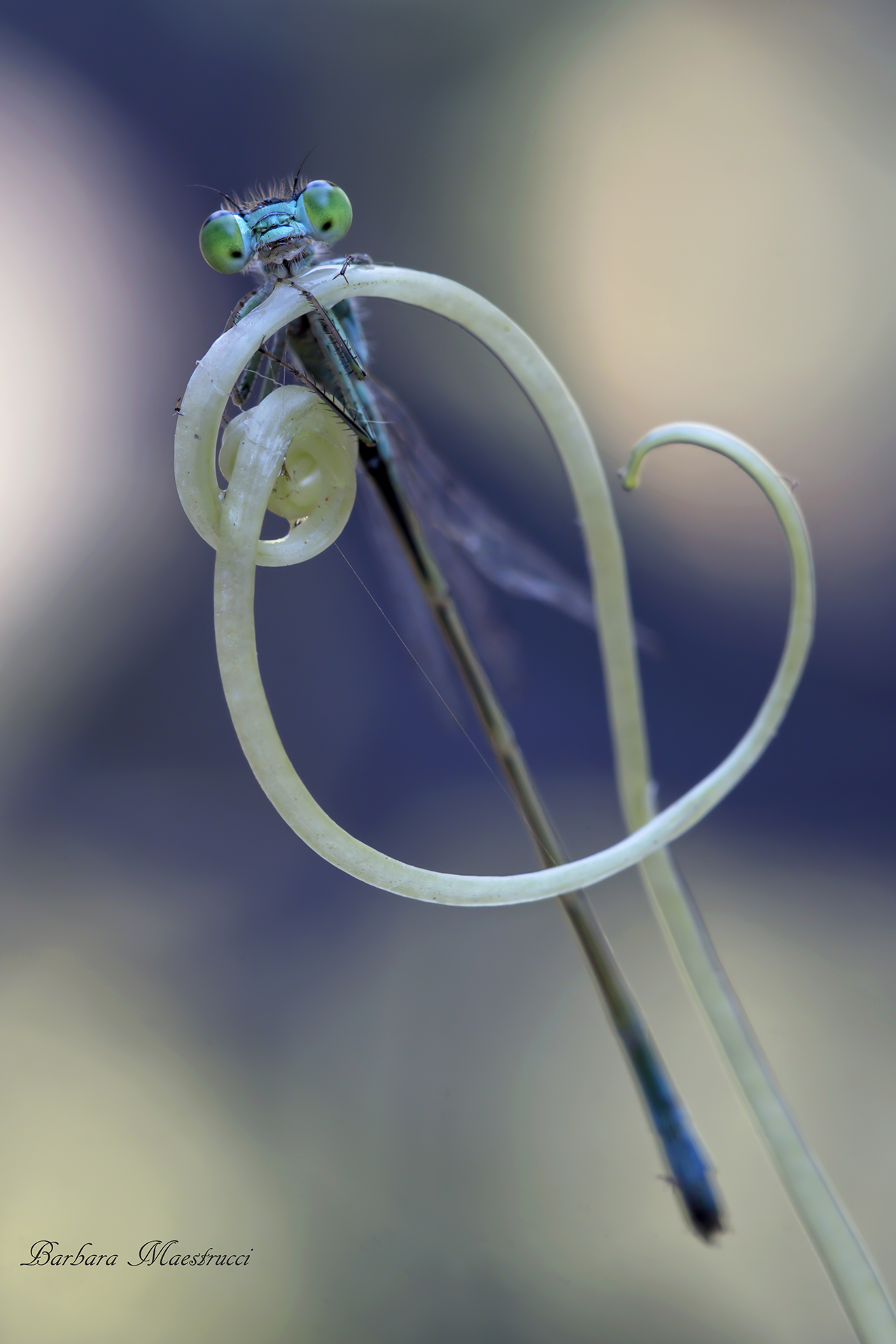 The musical notes of nature