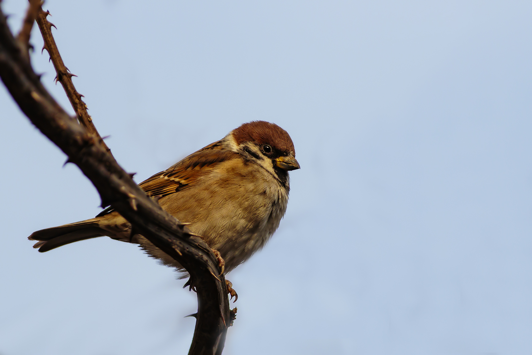 Tree sparrow