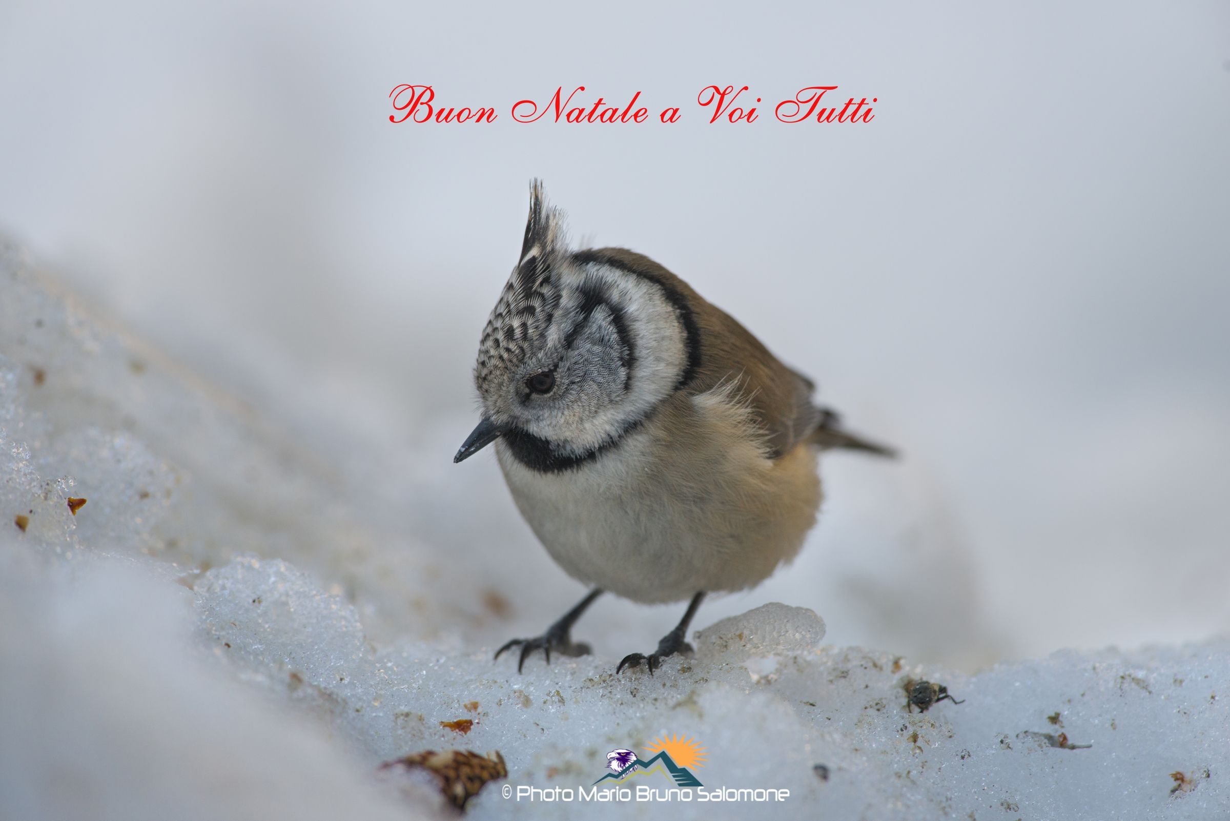 Merry Christmas to All