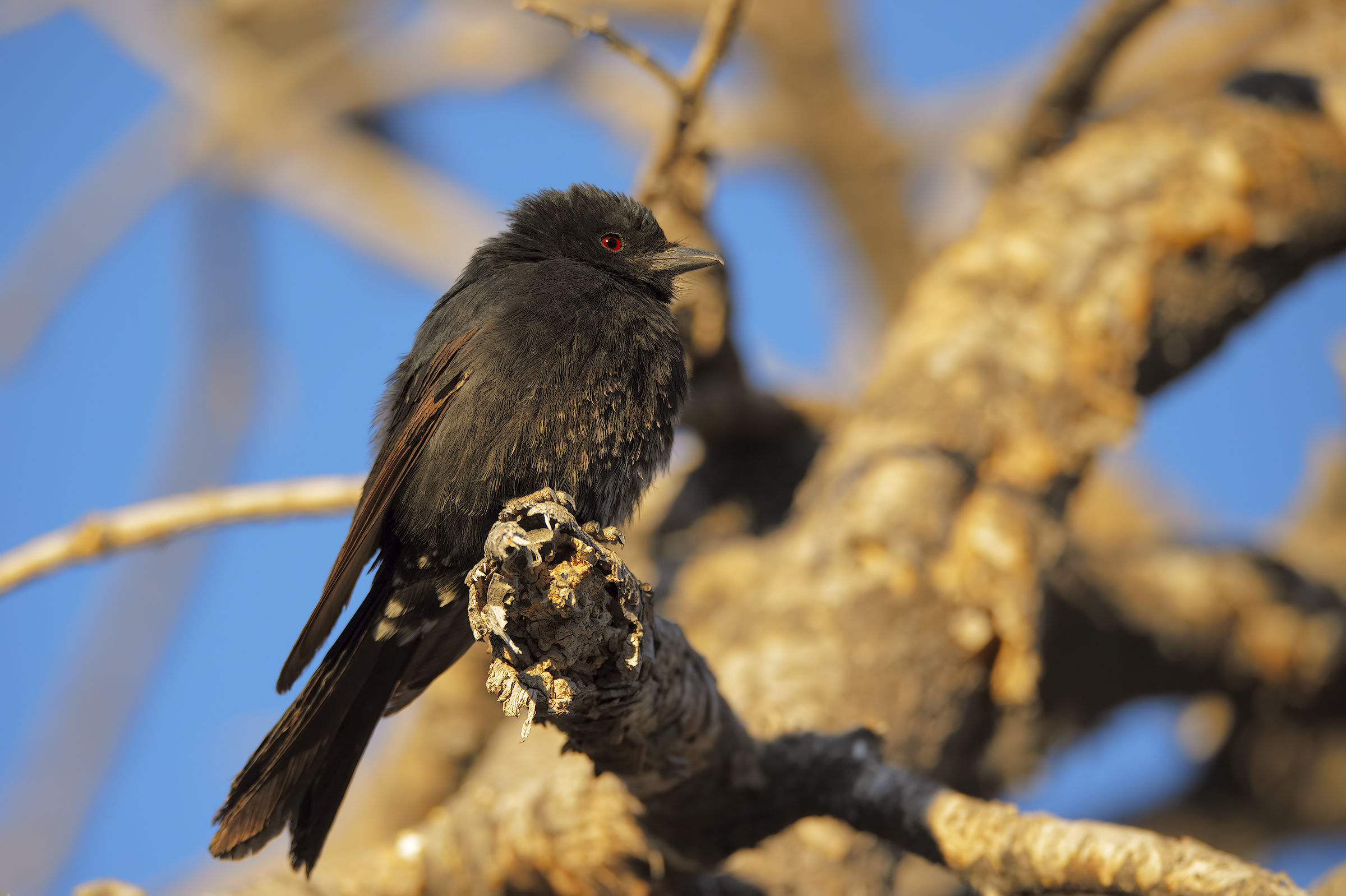 Fork-tailed drongo