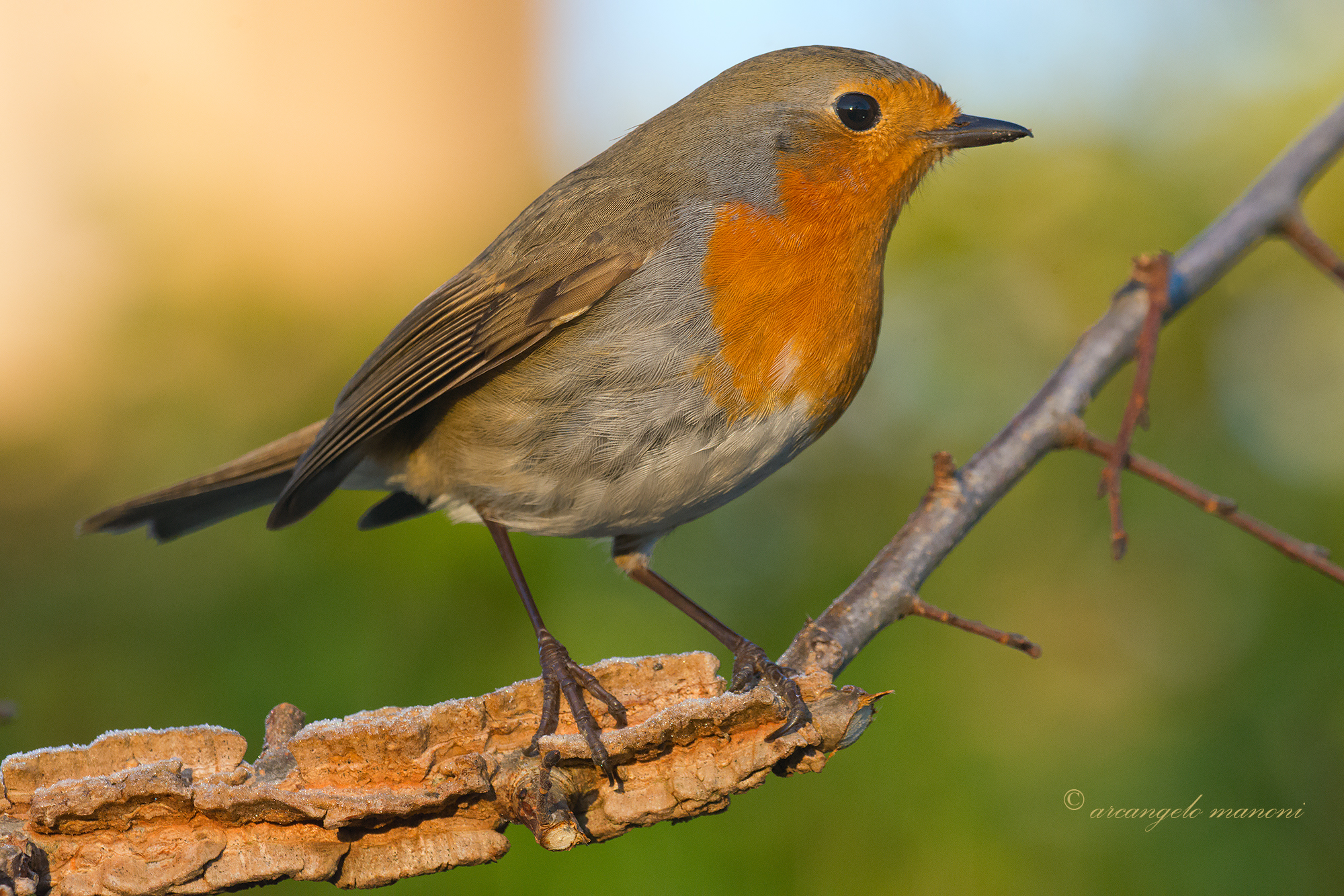 Un pettirosso di primo mattino