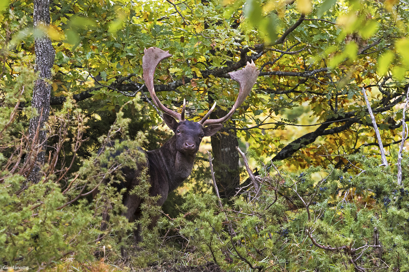 In the midst of junipers ..