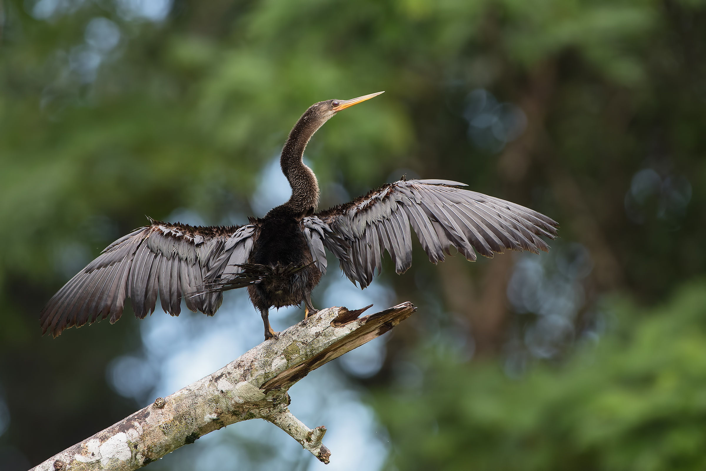 aninga del Tortuguero