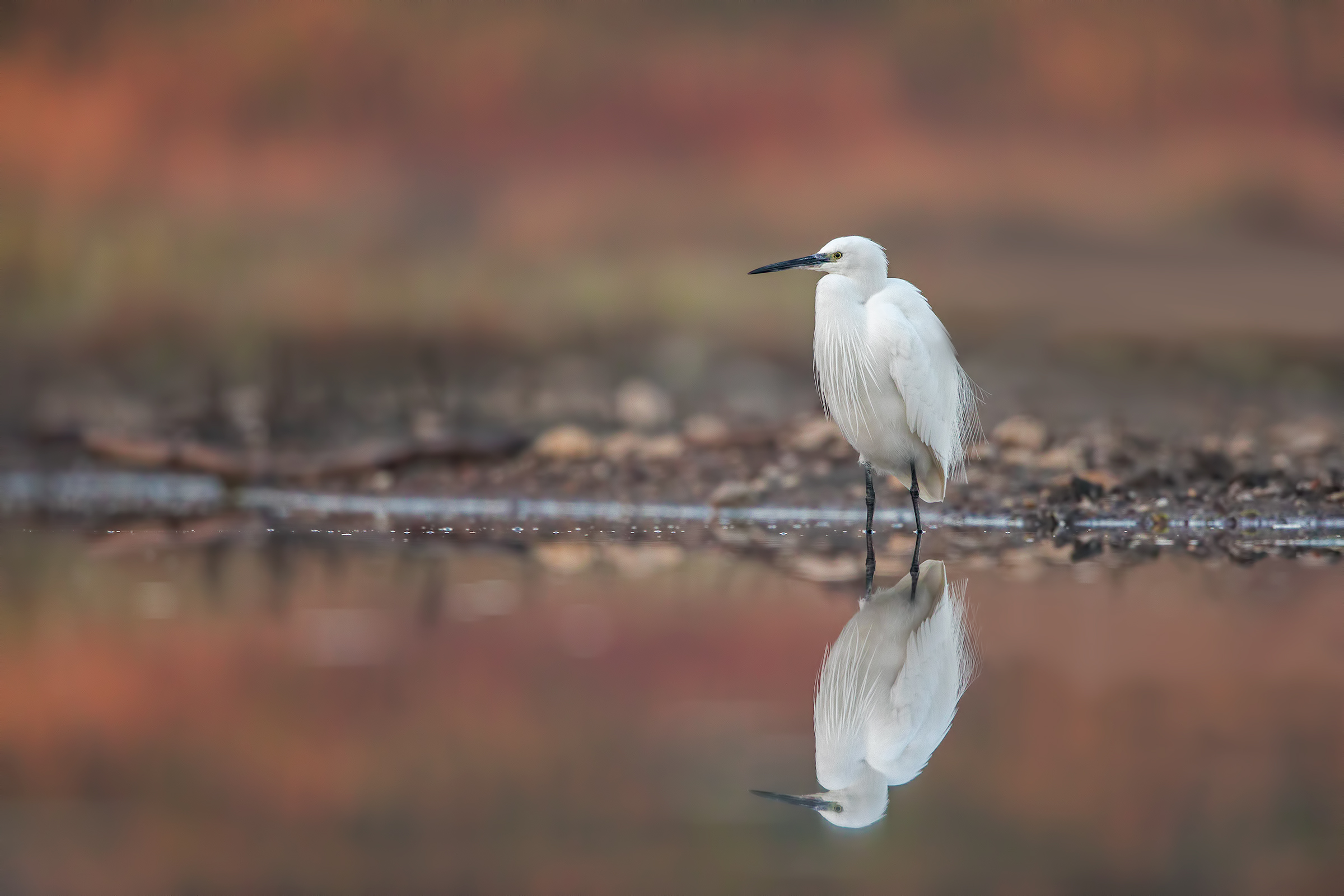 egret