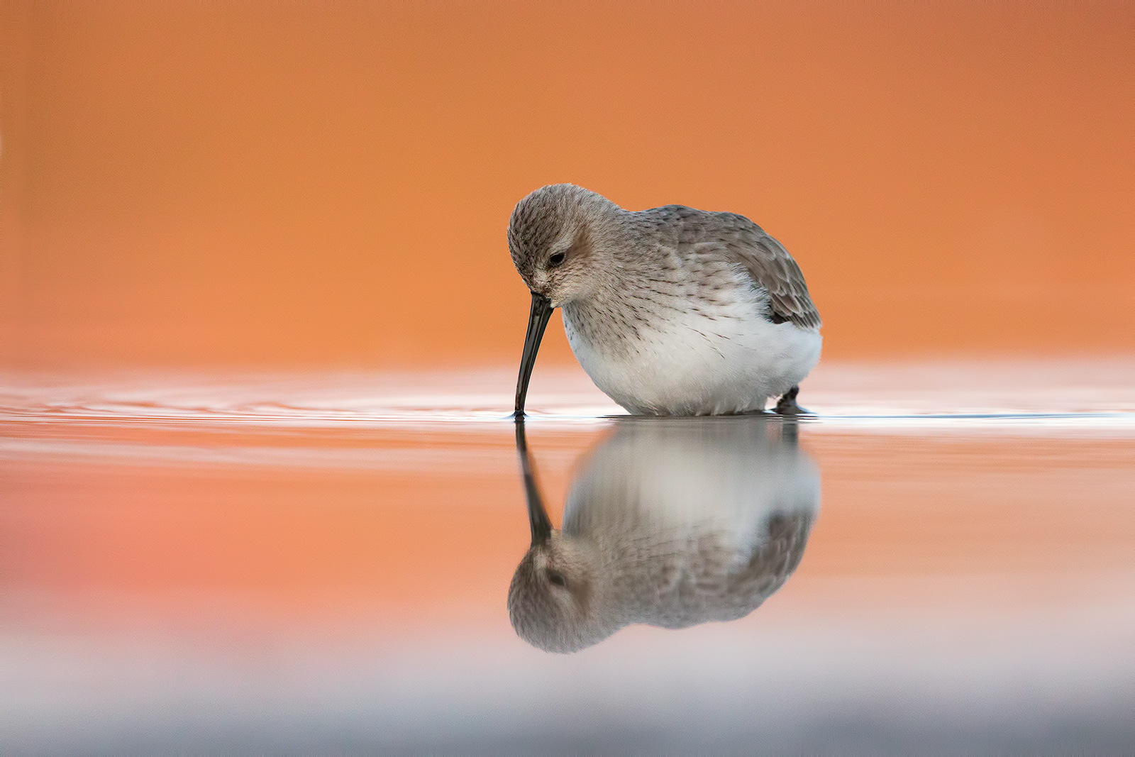 dunlin