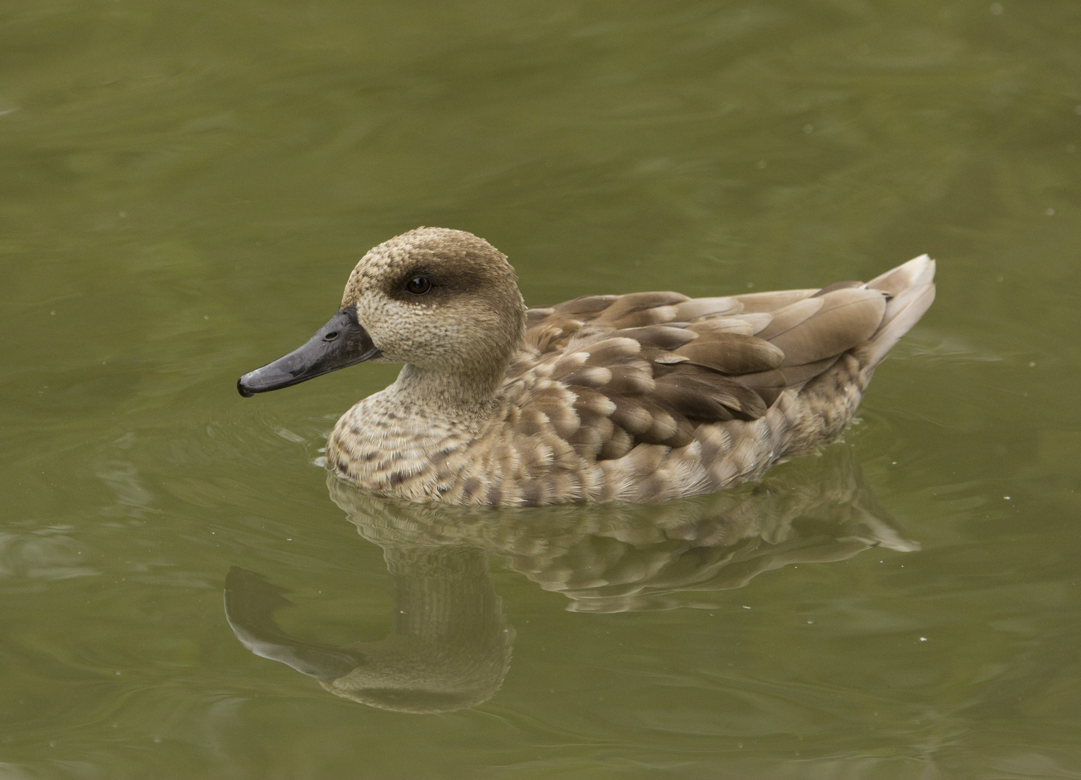 marbled teal