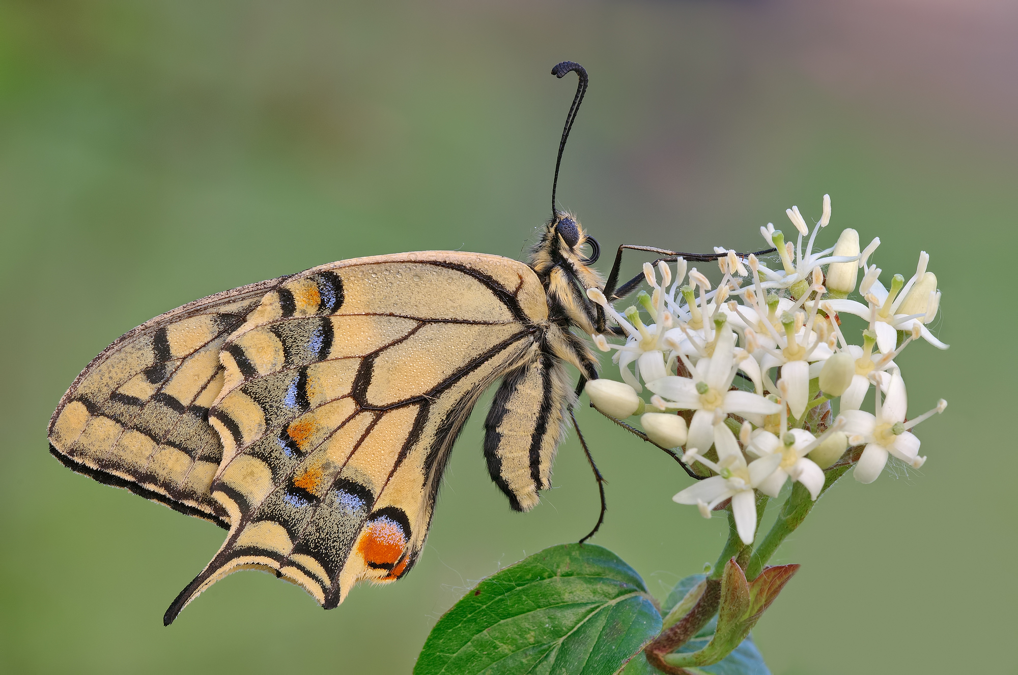 Papilio machaon
