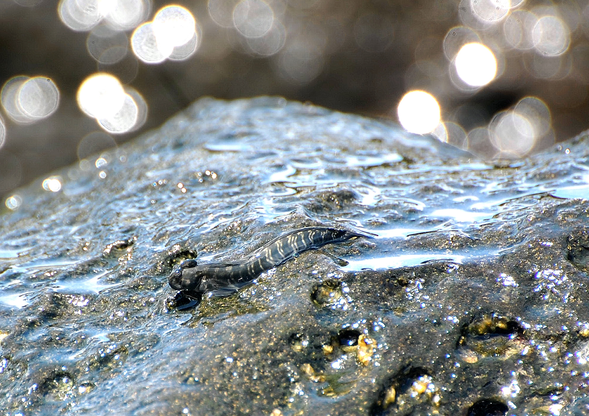 Mauritius: Saltafango (Oxudercinae)